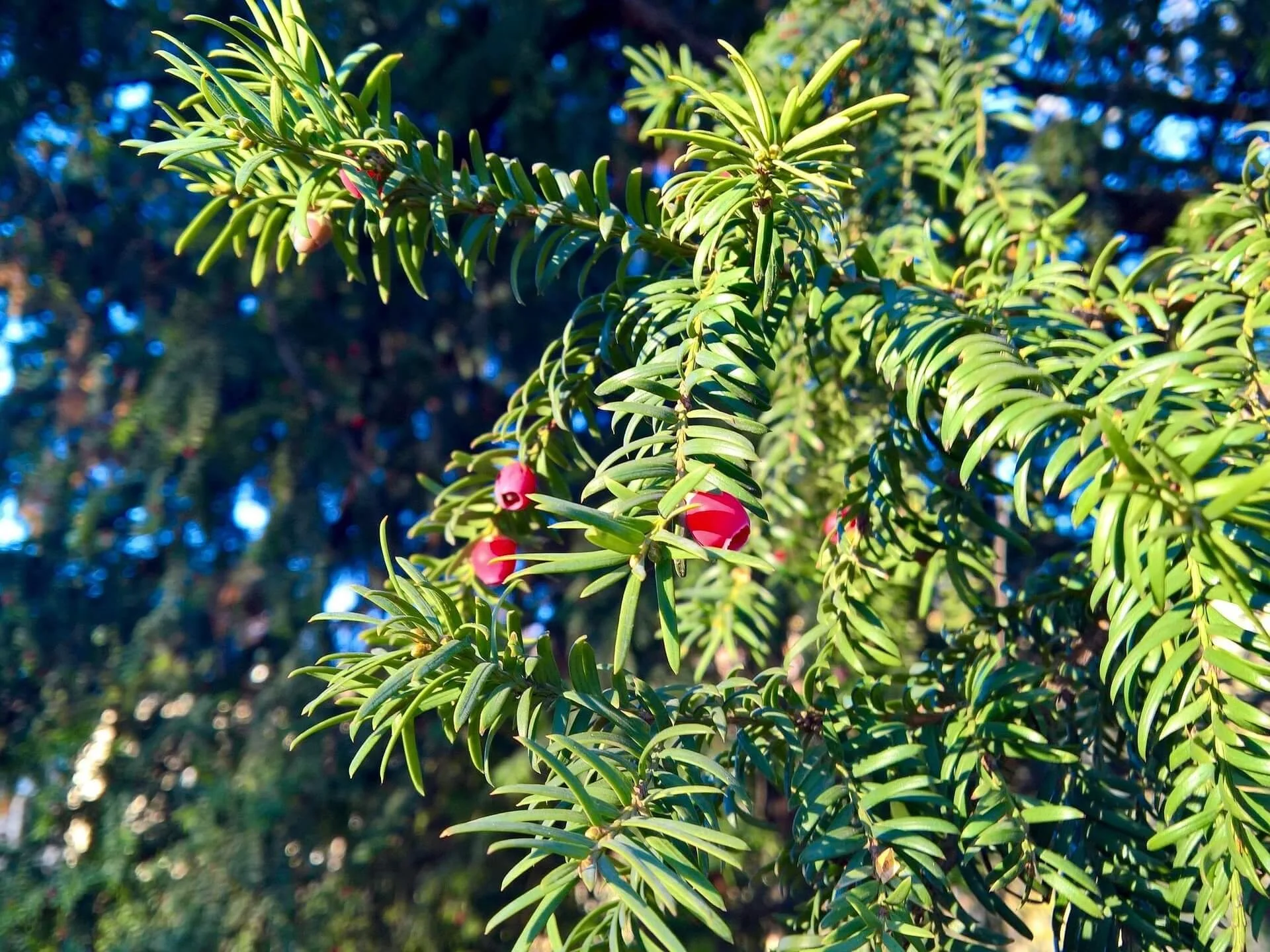 jia3ep-european-yew-1880509_1920.jpg