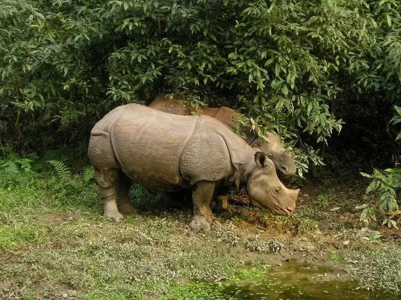 Nepal-Nathional-Park-Chitwan-Rhino.webp