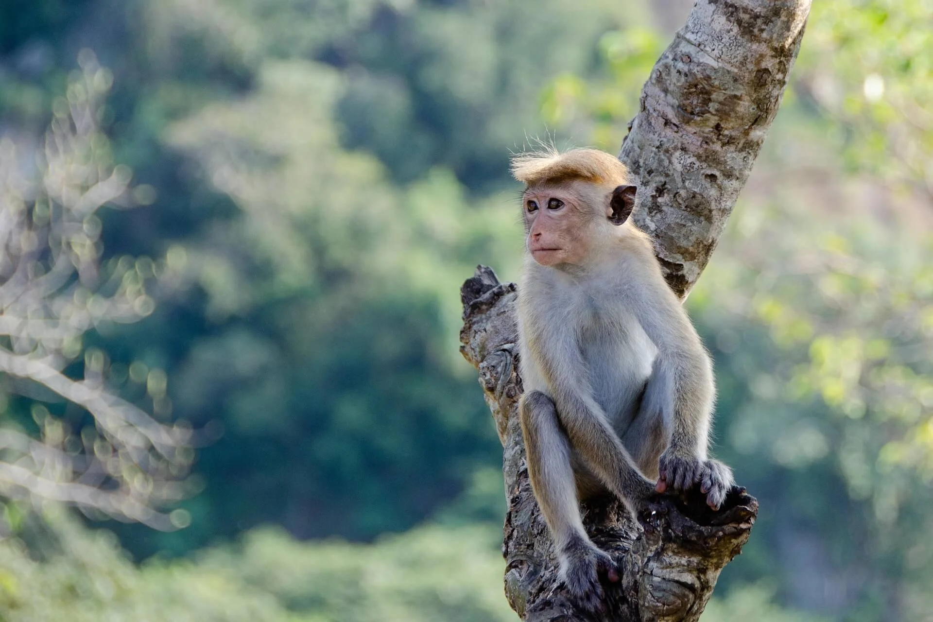 pen_ash-monkey-4036088_1920.jpg