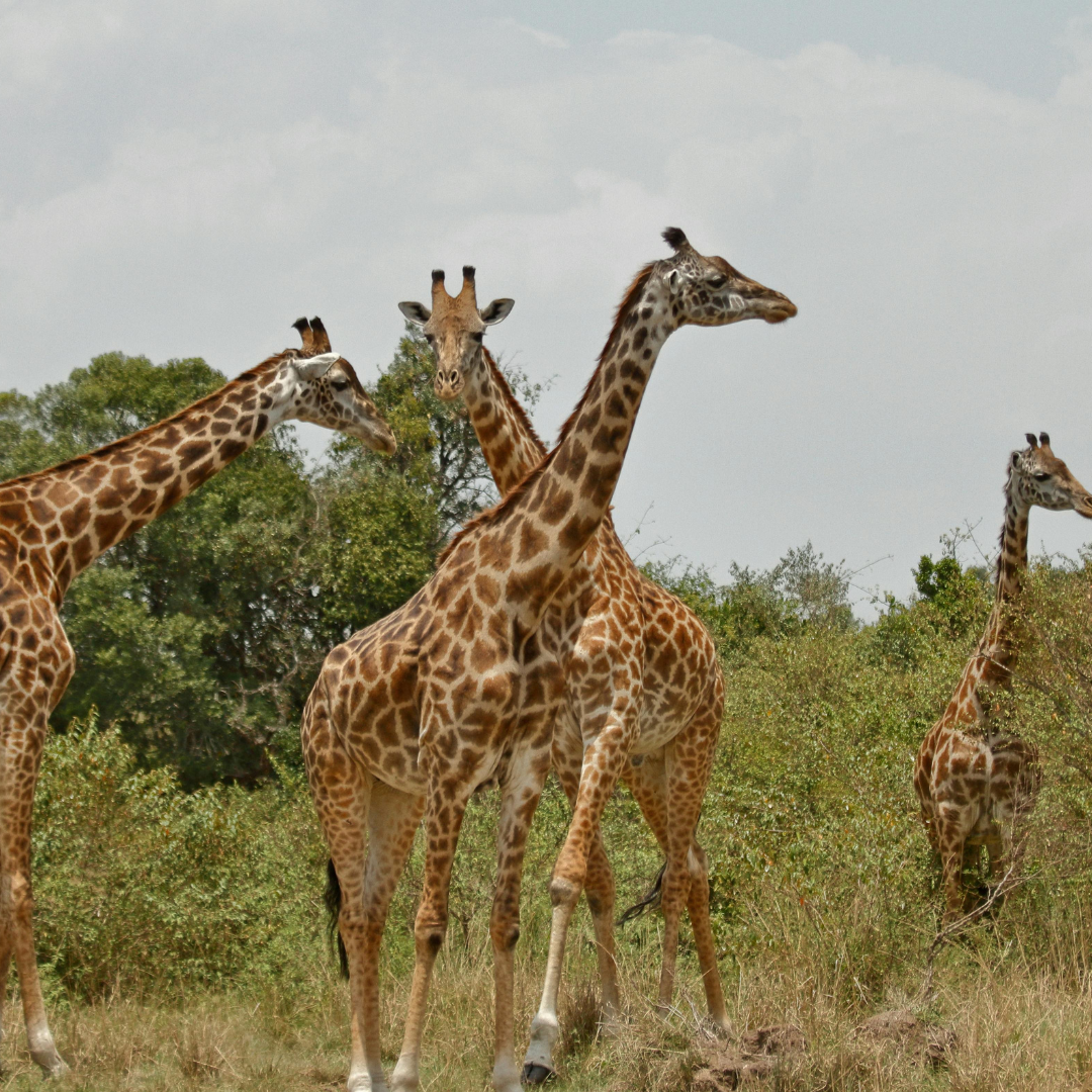 Kenya_2.png
