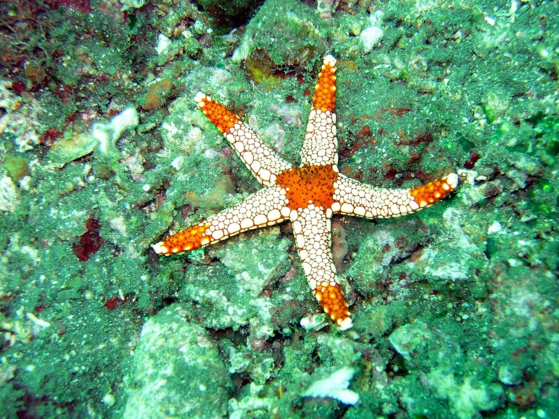 shilmar-ocean-202074_1920.jpg