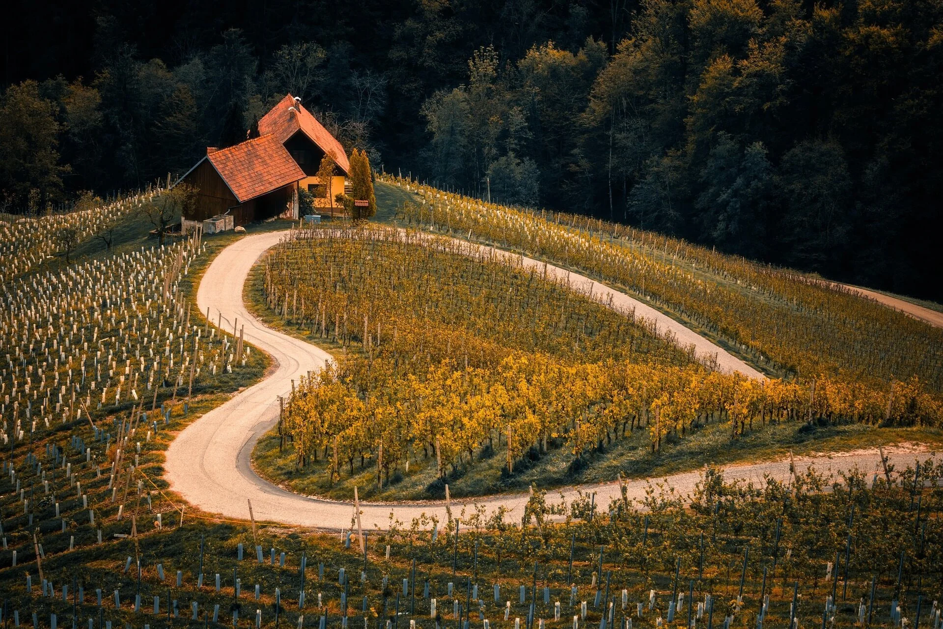 idat-vineyard-8345243_1920.jpg