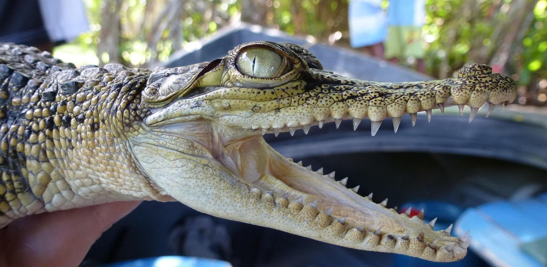 hhach-alligator-2419998_1920.jpg