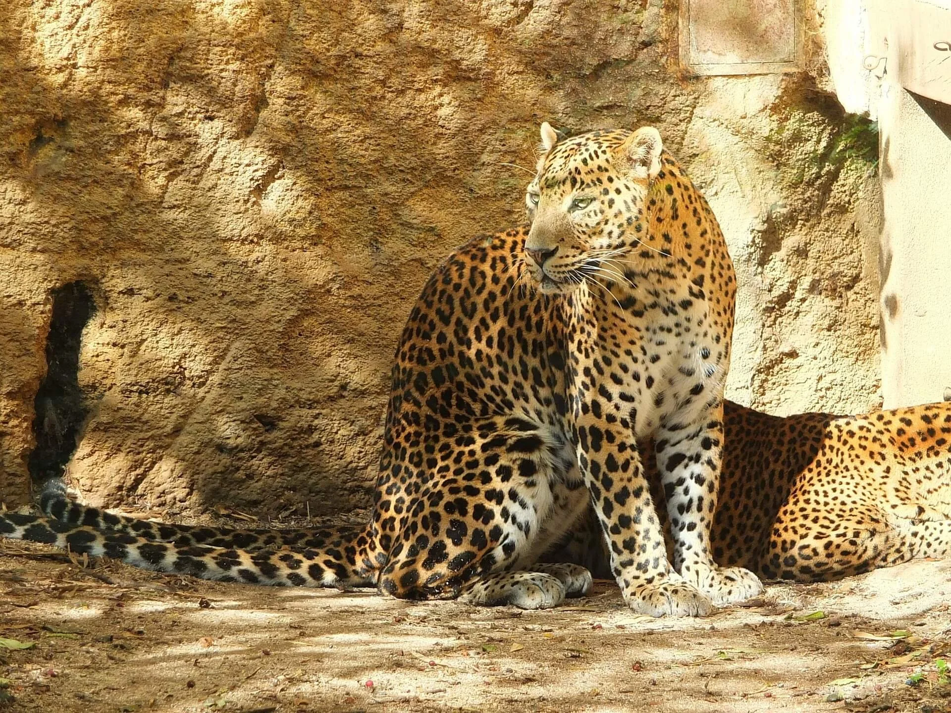 hamelin-sri-lanka-panther-1008739_1920.jpg