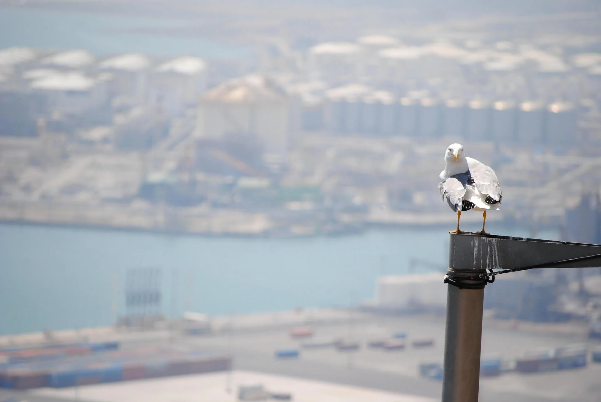 carolinap-bird-730439_1920.jpg