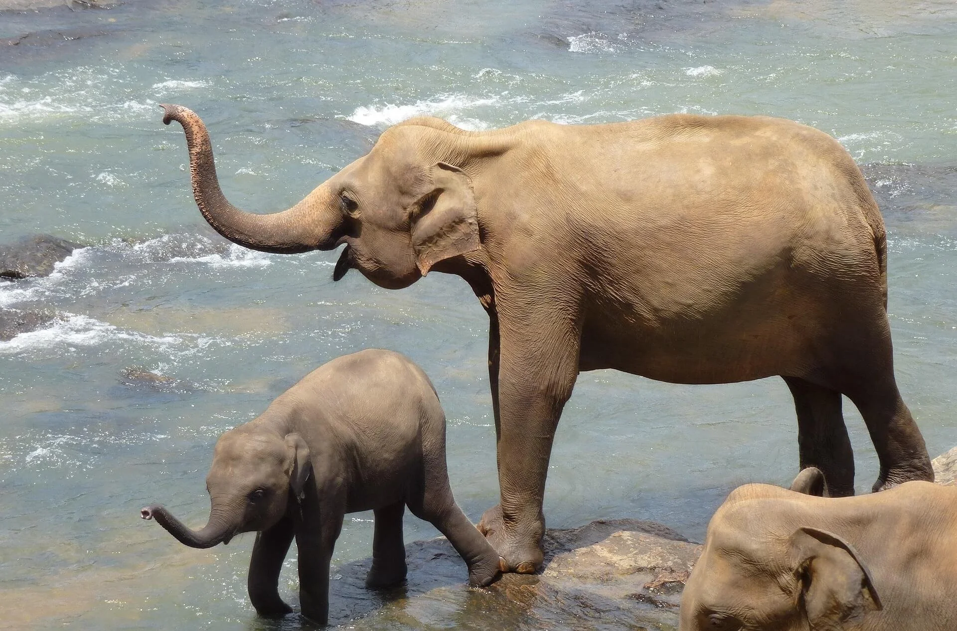 hhach-elephants-2419945_1920.jpg