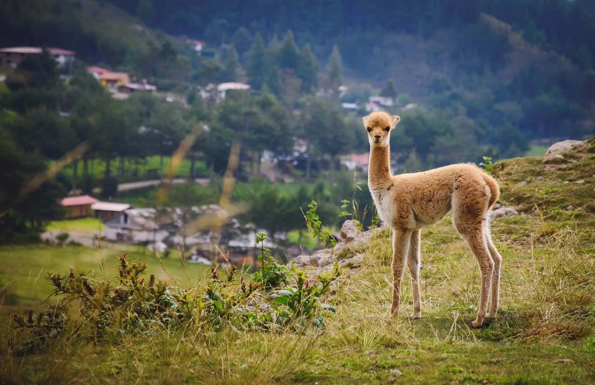 wildercr-vicuna-5679264_1920.jpg
