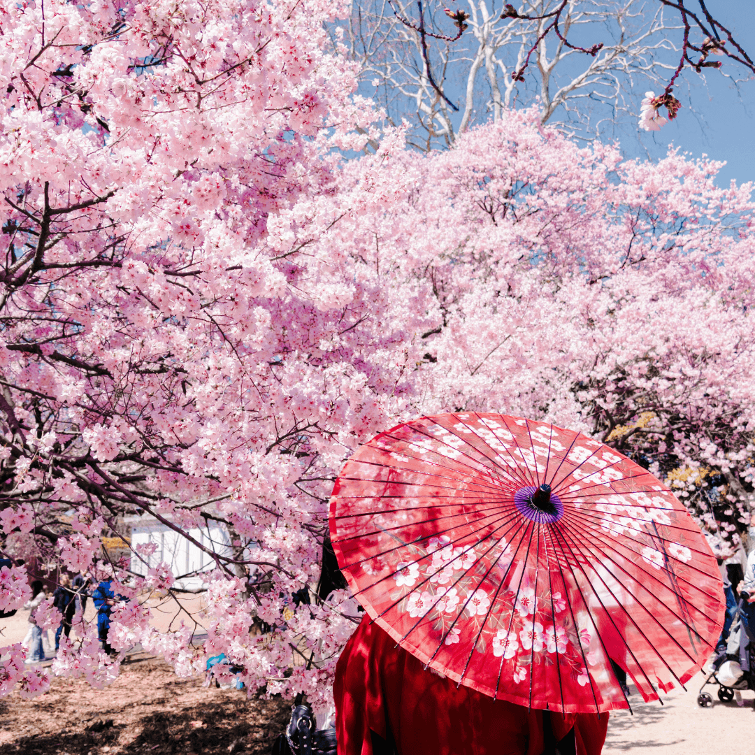 Japan Tour_3.png
