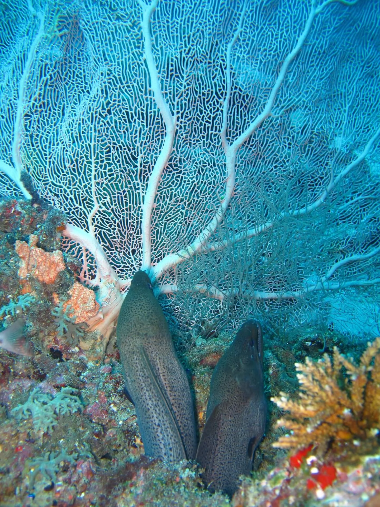 simonesaponetto-coral-363625_1920.jpg