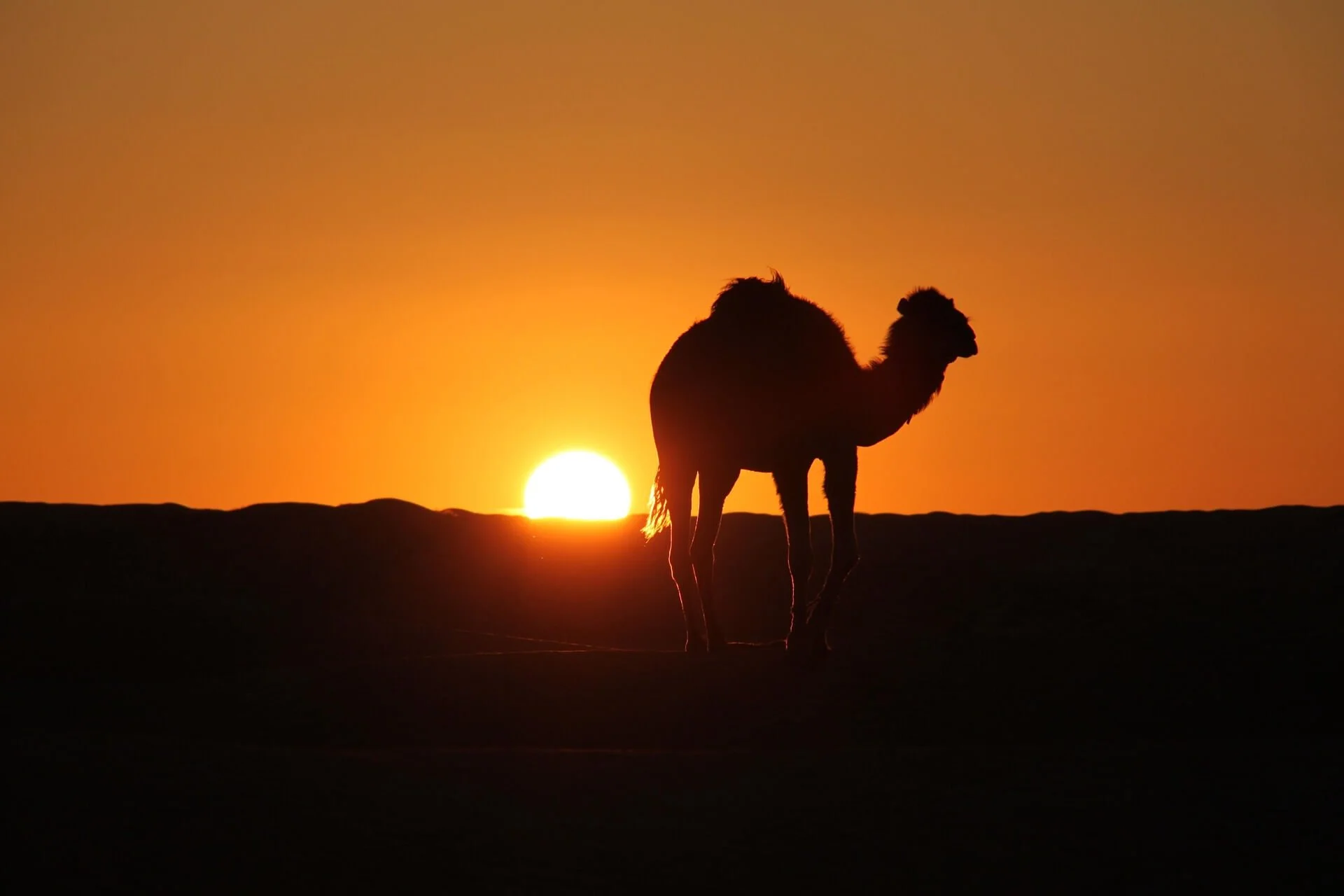 sarch-tunisia-3499730_1920.jpg