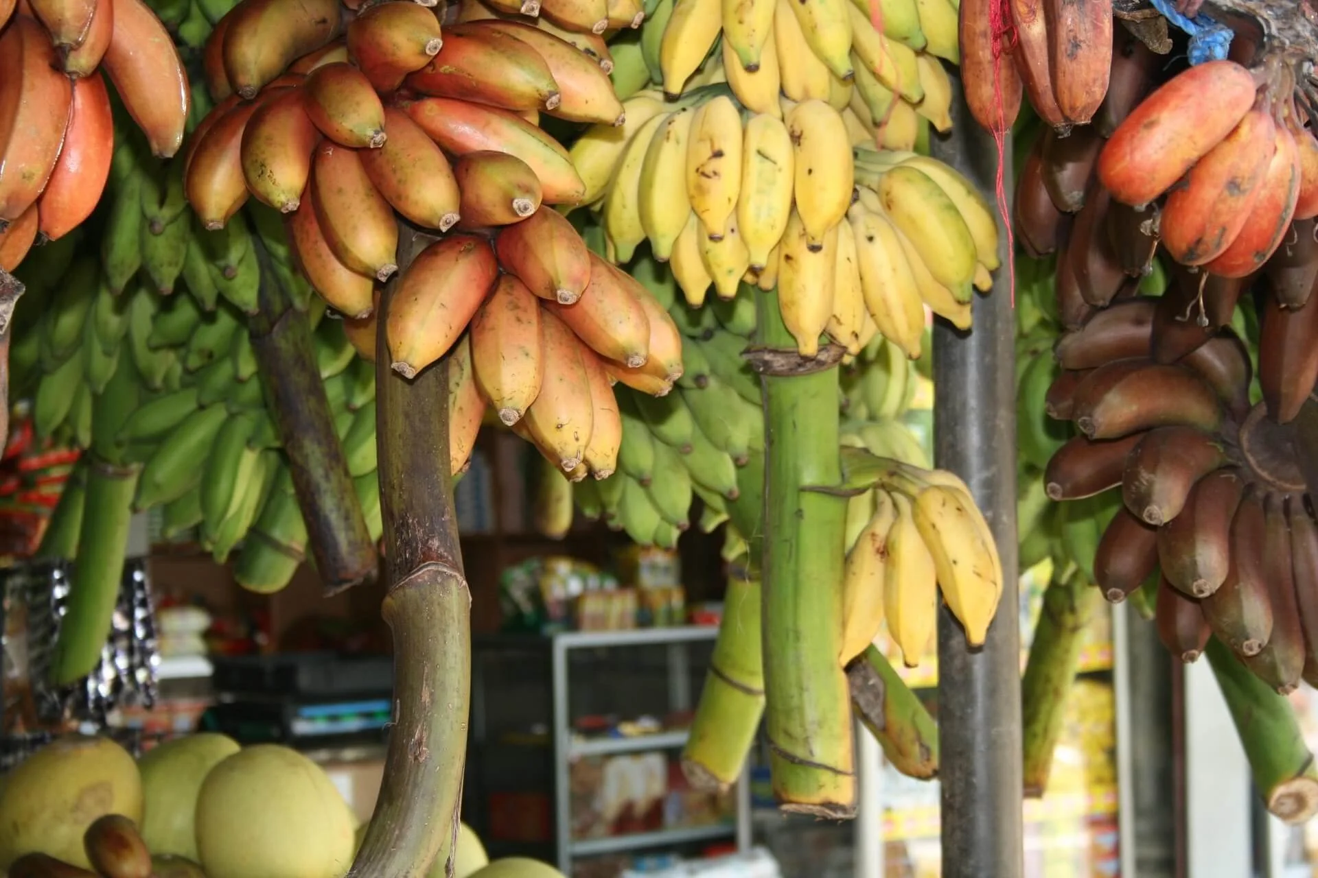 unpd-bananas-3608334_1920.jpg