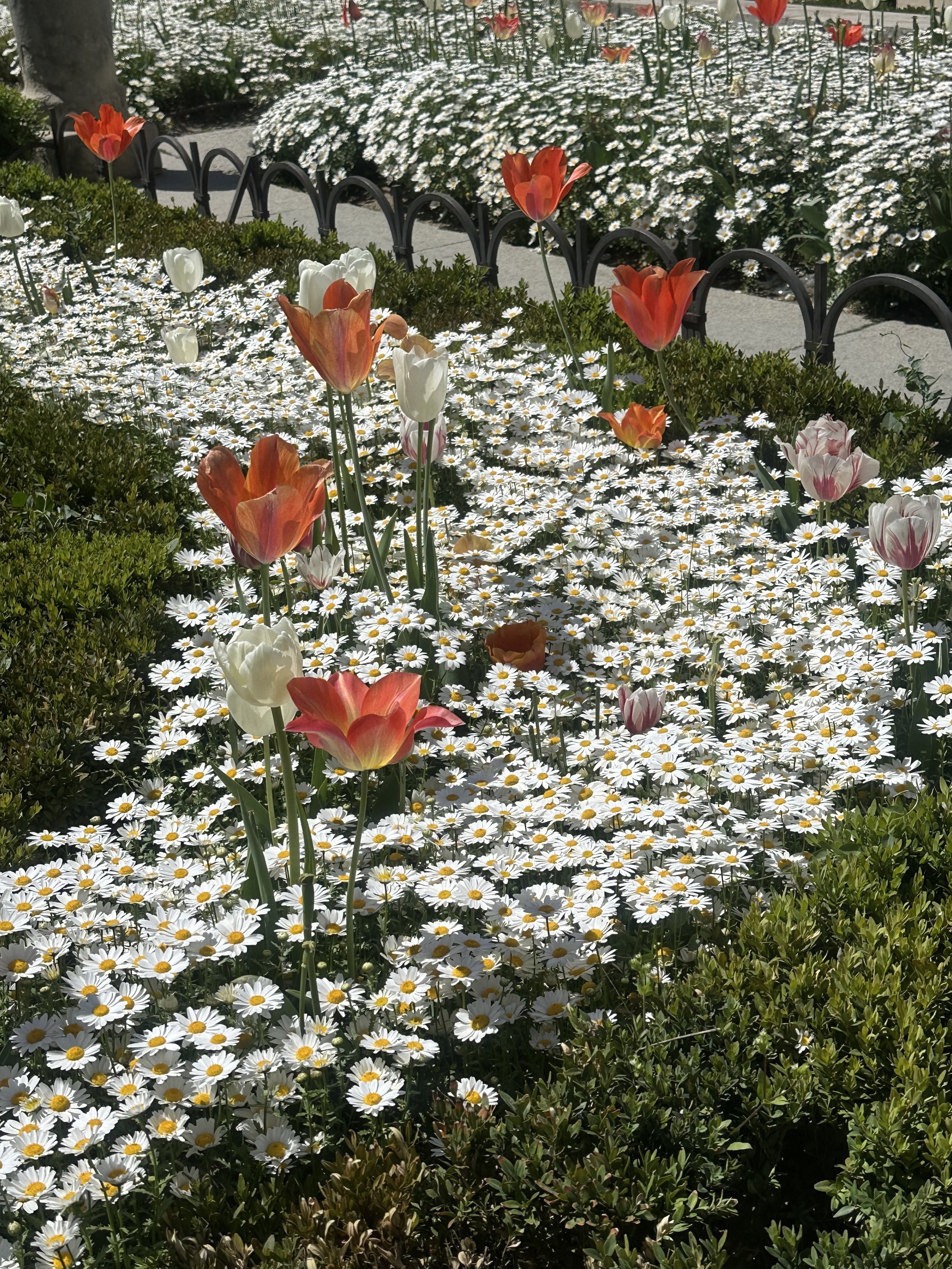 A garden bed filled with white daisies and a few orange and white tulips, with a path and a decorative black metal fence in the background.