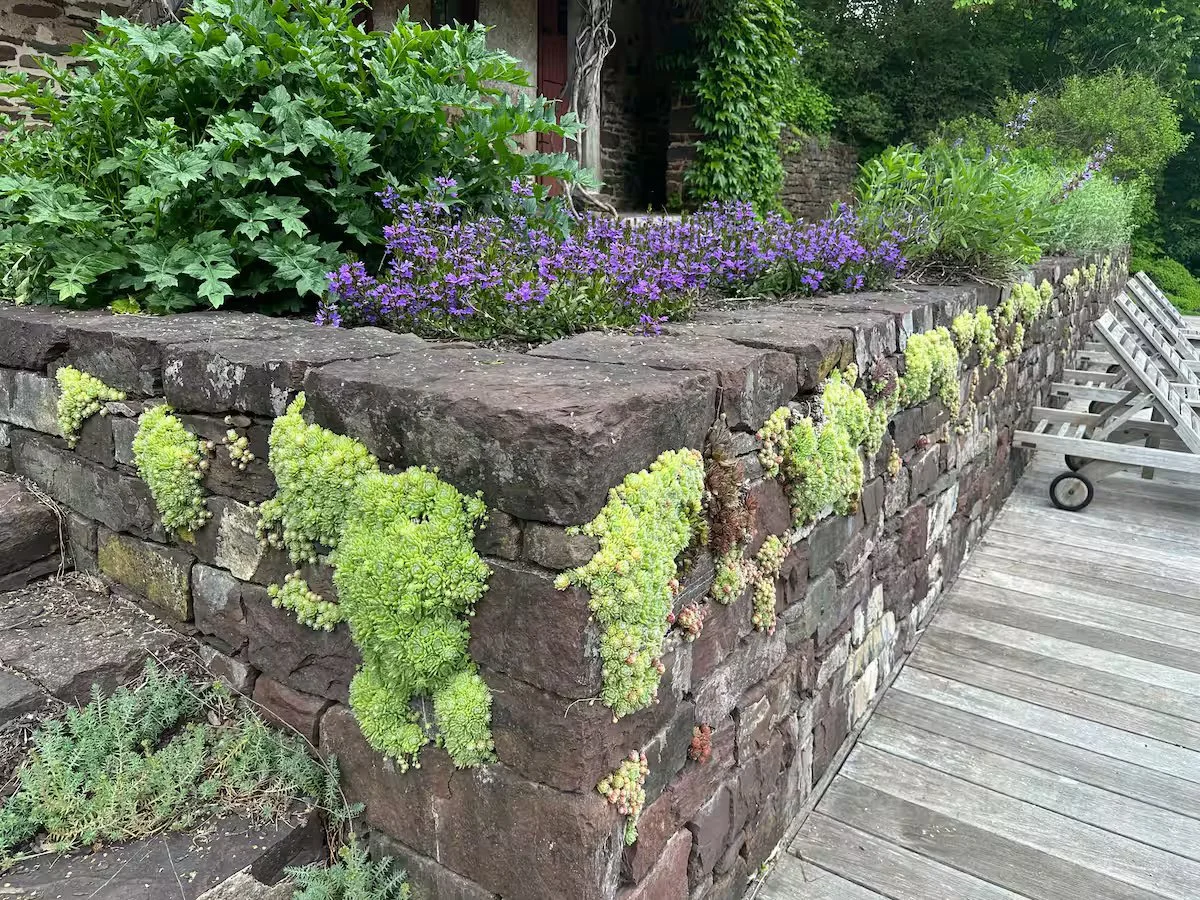 Historic Barn Garden with Cascading Stonecrop