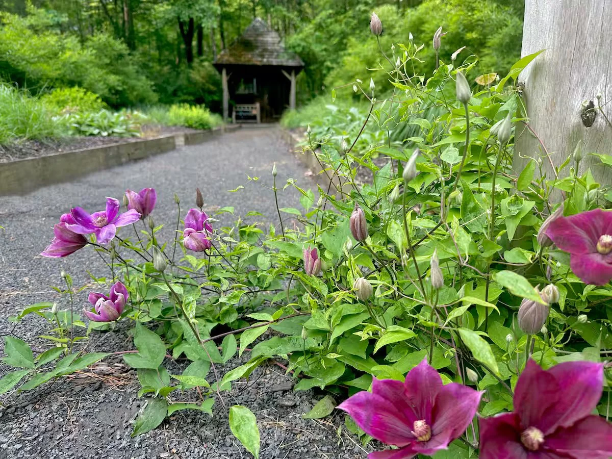 Kitchen Cutting Garden with Clematis Florals