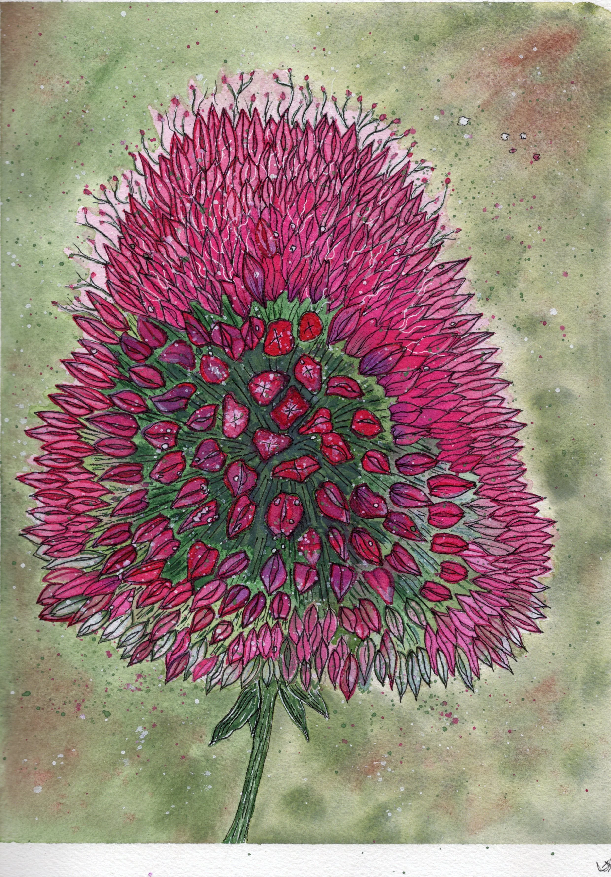 Sothmeadow Series: Allium in the Wild Fine Art Prints