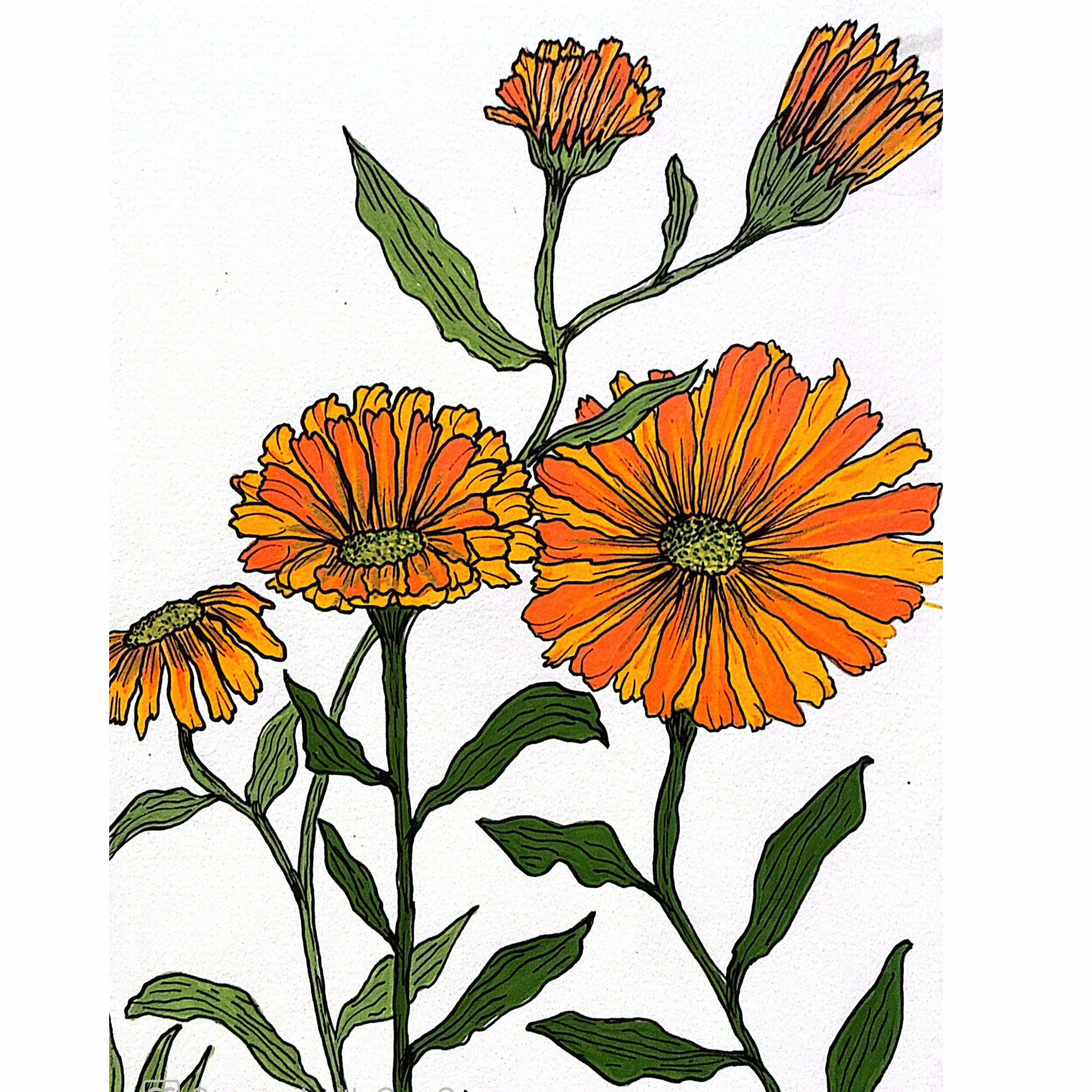 Calendula 7x10" Original Acrylic Marker