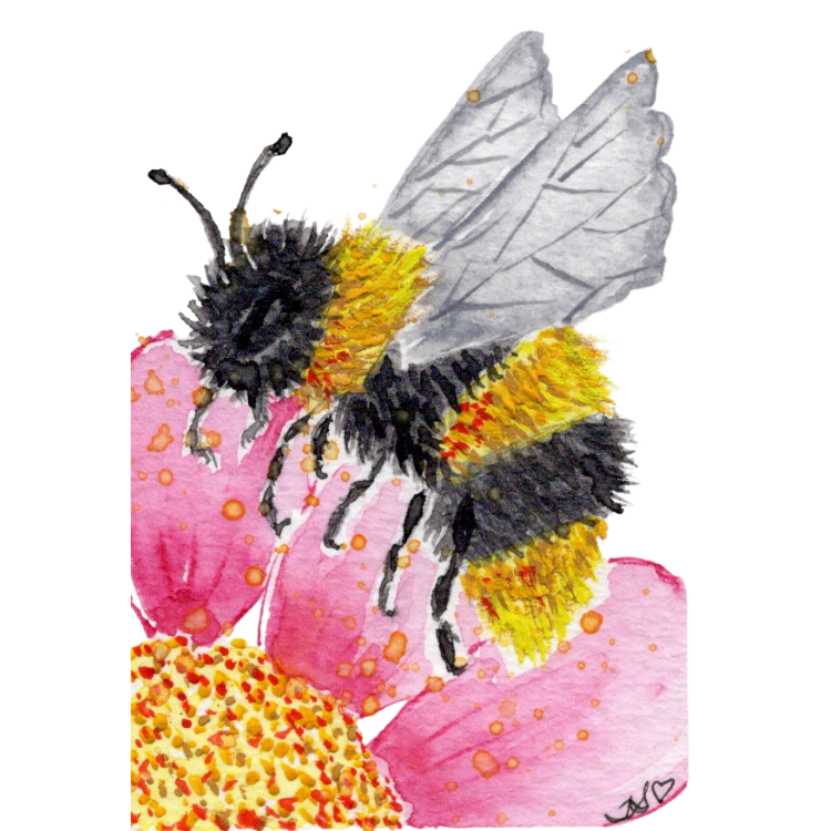 Watercolor painting of a bumblebee with black and yellow stripes collecting nectar from pink flowers with orange and yellow centers.