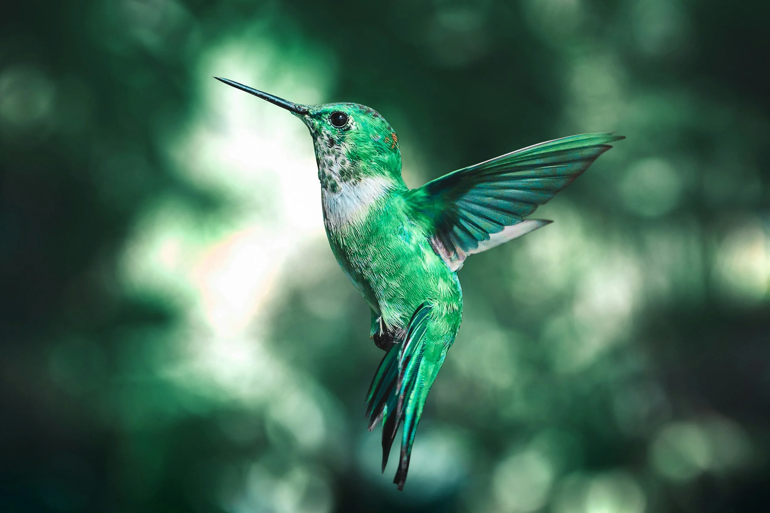 Close-up of a vibrant green hummingbird with iridescent feathers in flight, against a blurred green background.