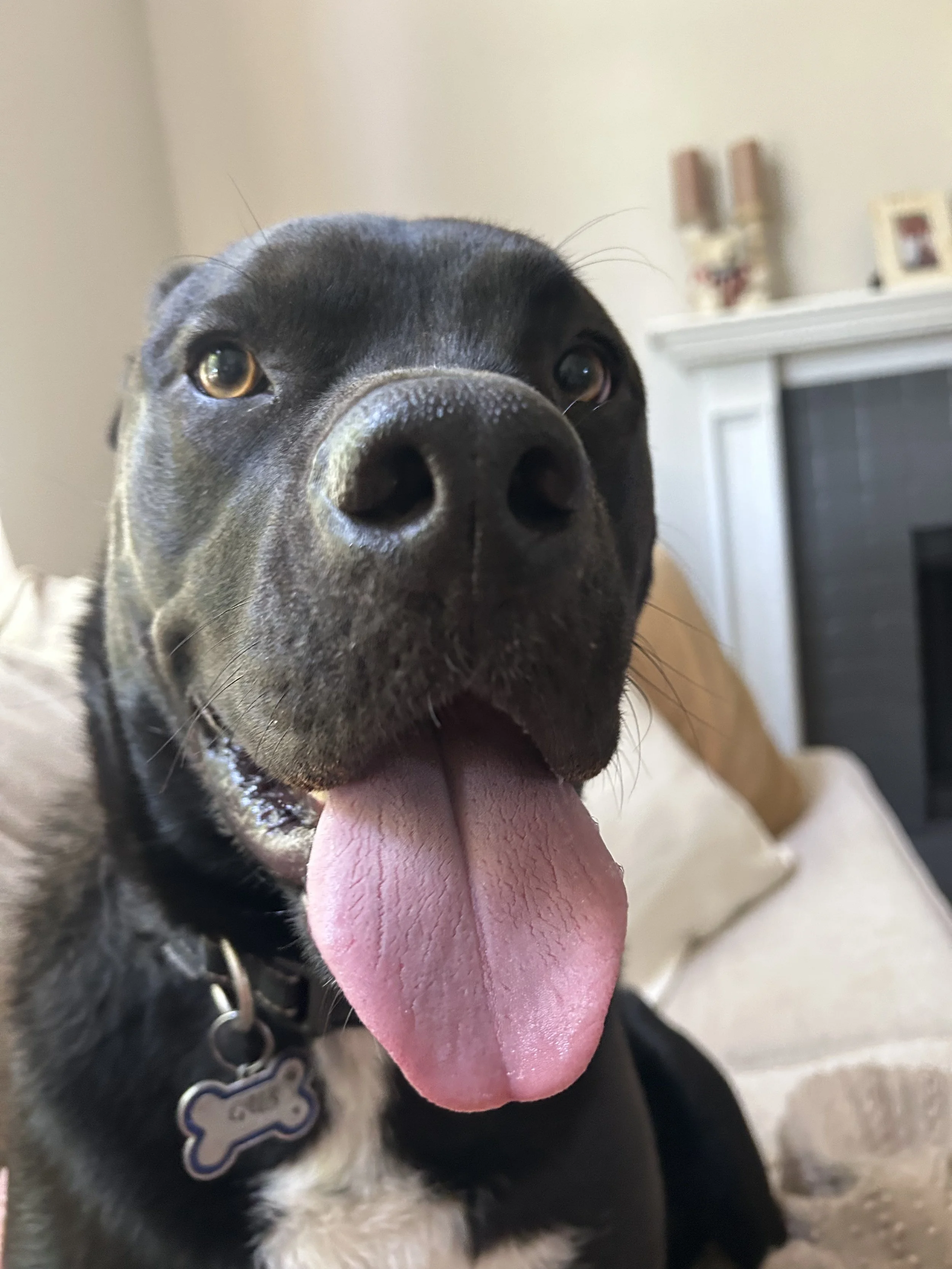 Walmart Adoption Event