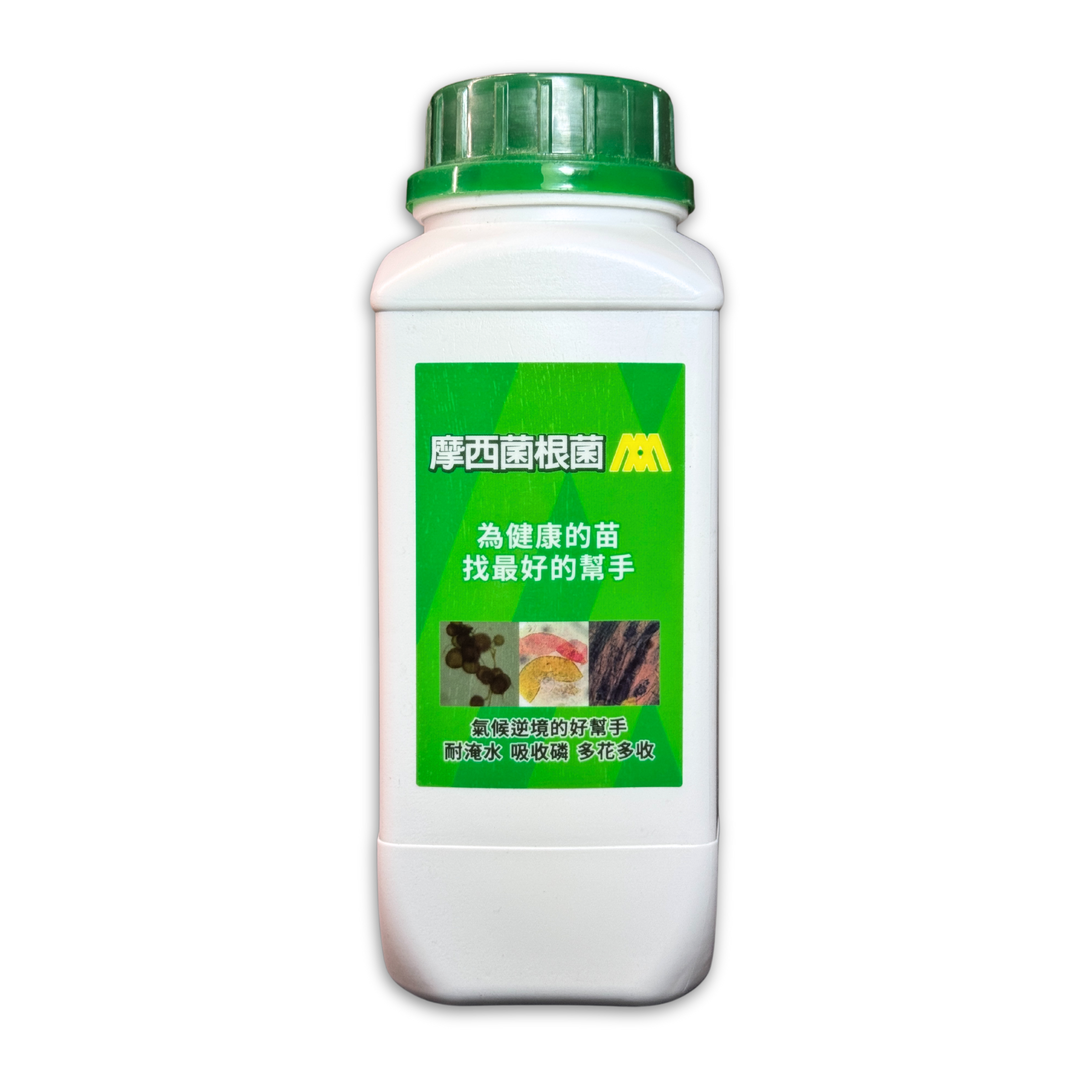 摩西菌根菌1.png