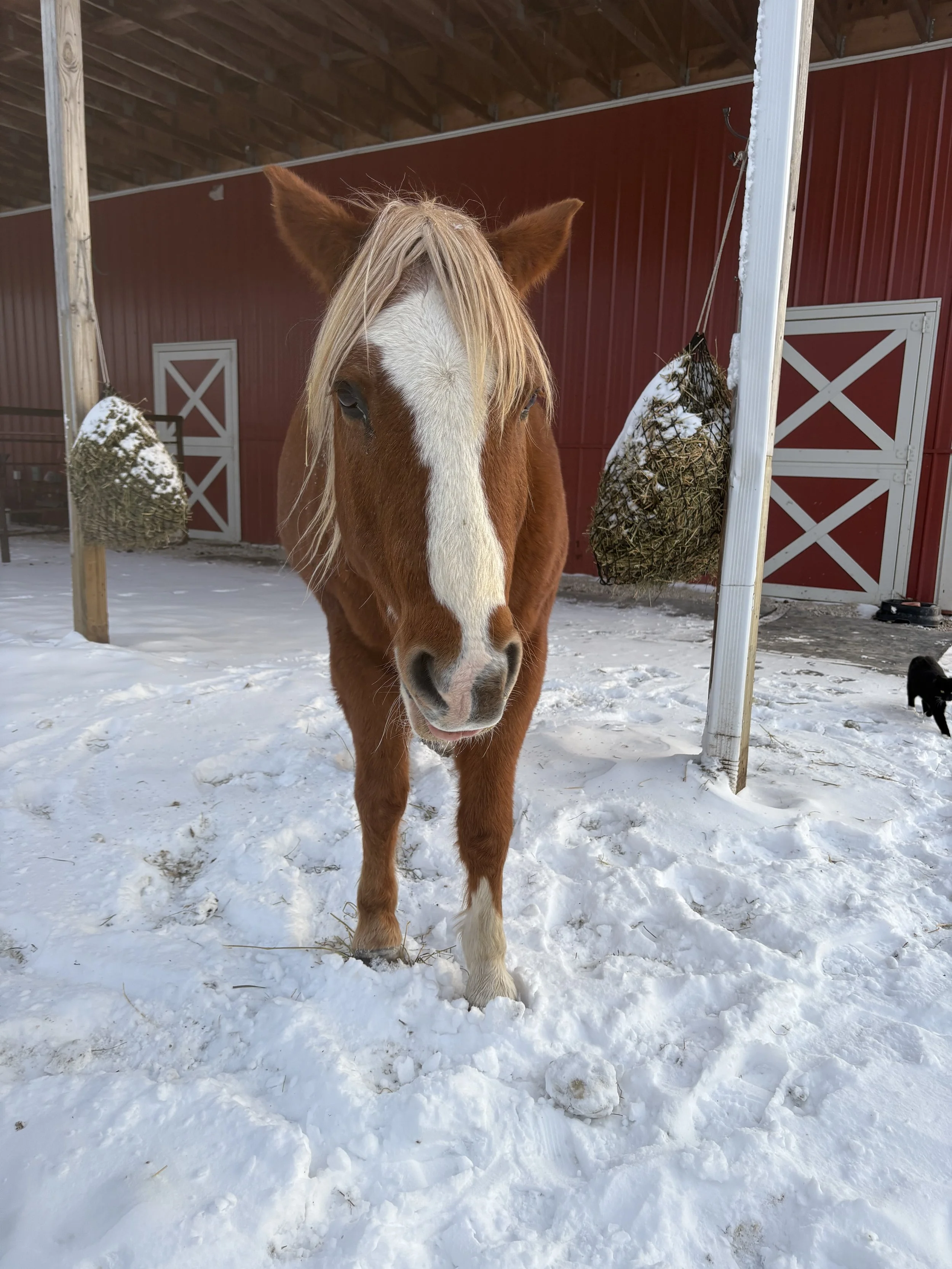 Virtual Coaching