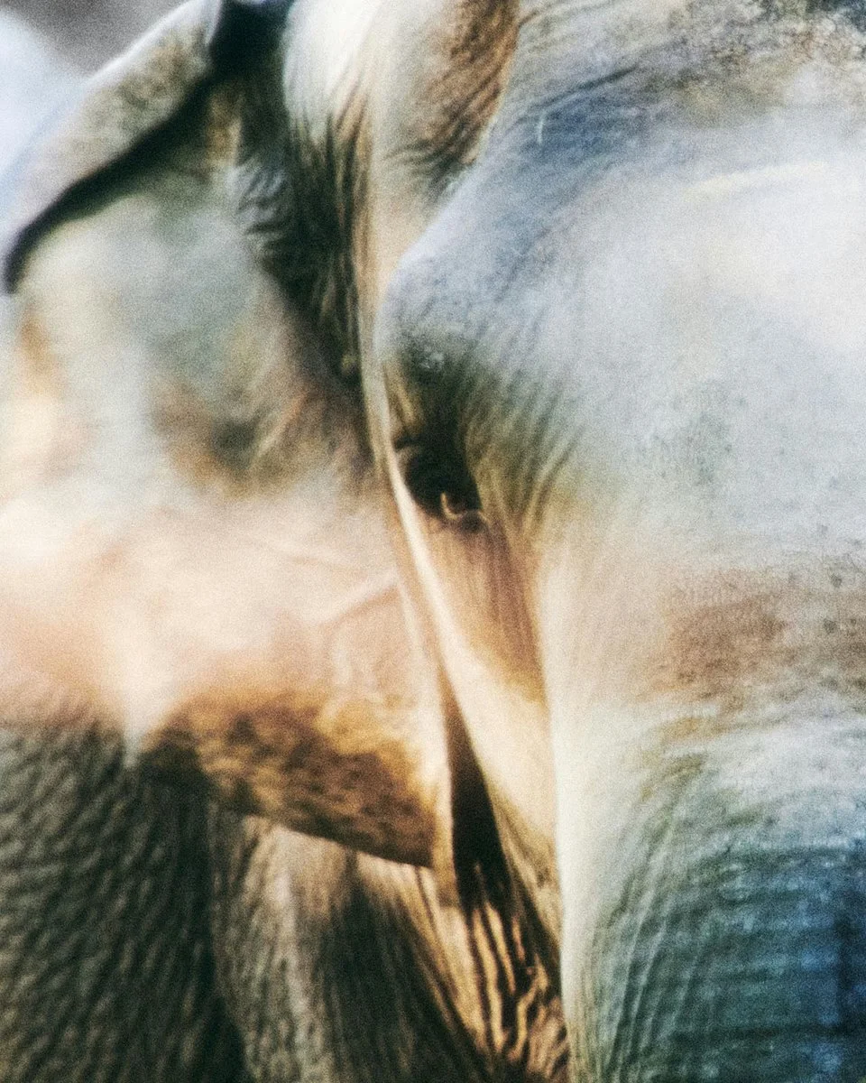 The Elephant Who Could Be a Person