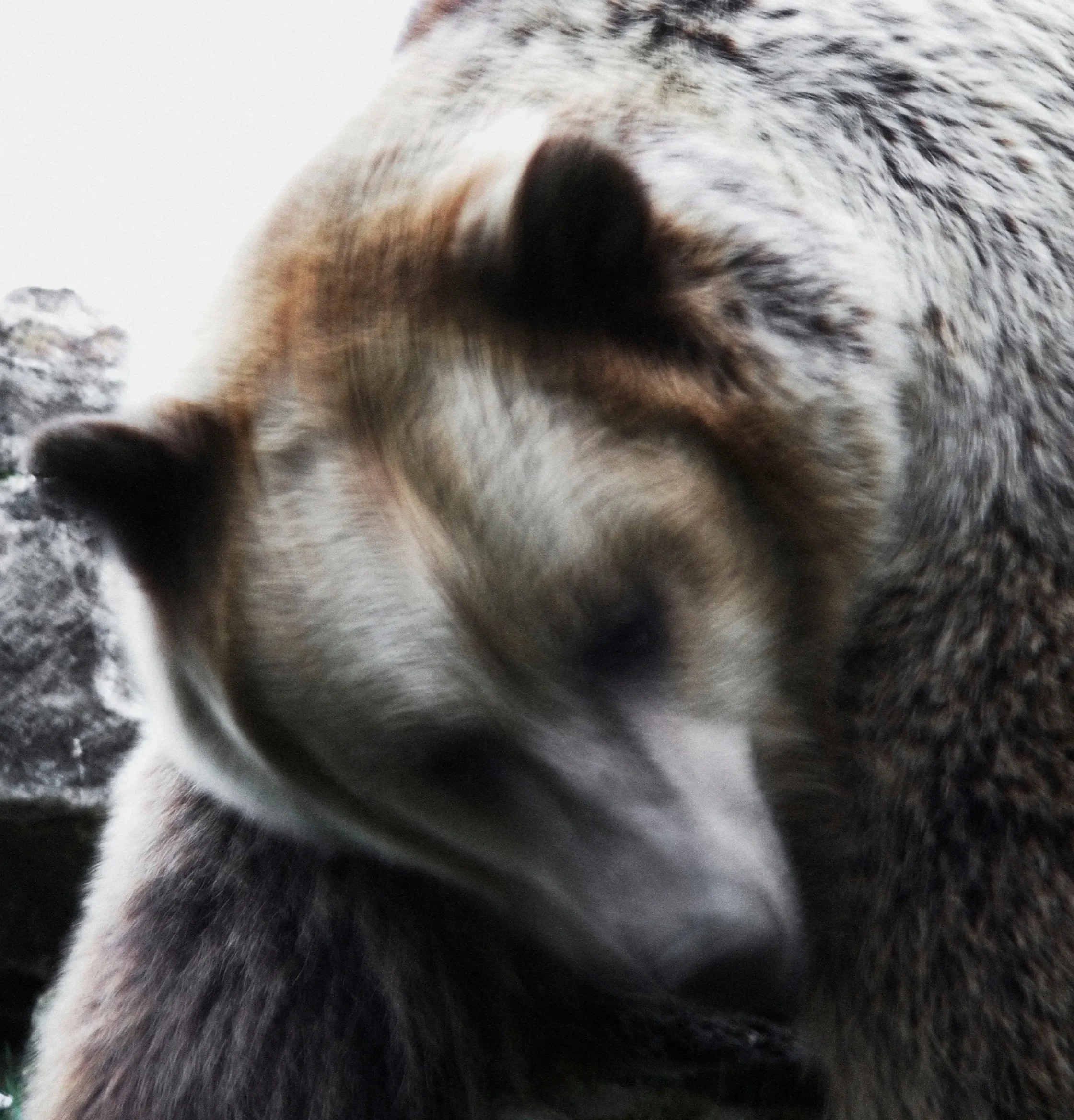 The Bear in Your Backyard