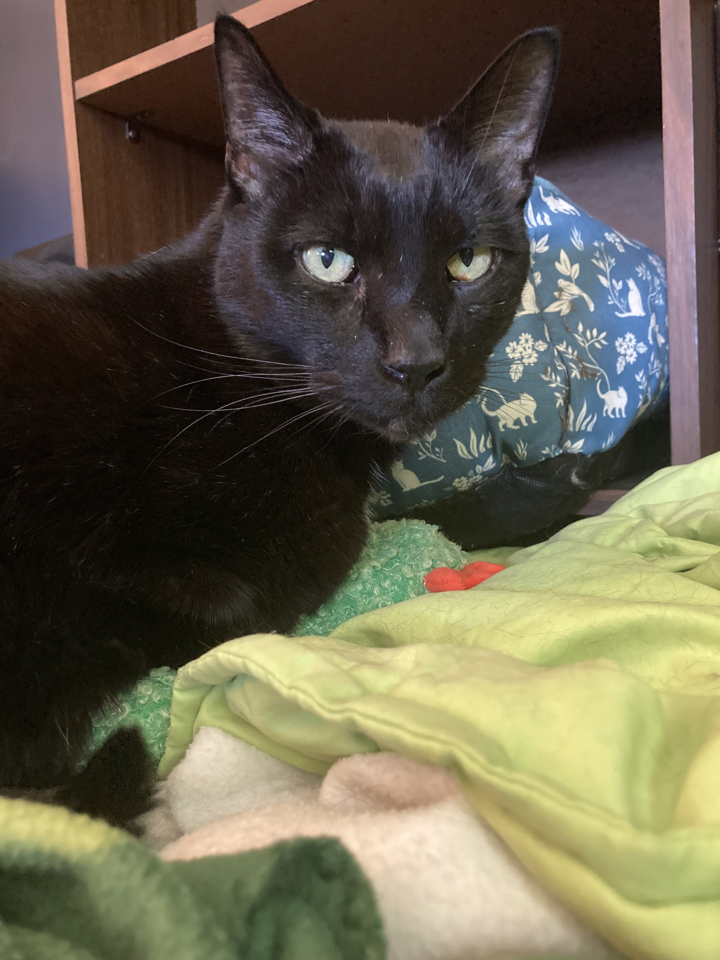 Joining the Tri-Kitty Club: Surgery Day