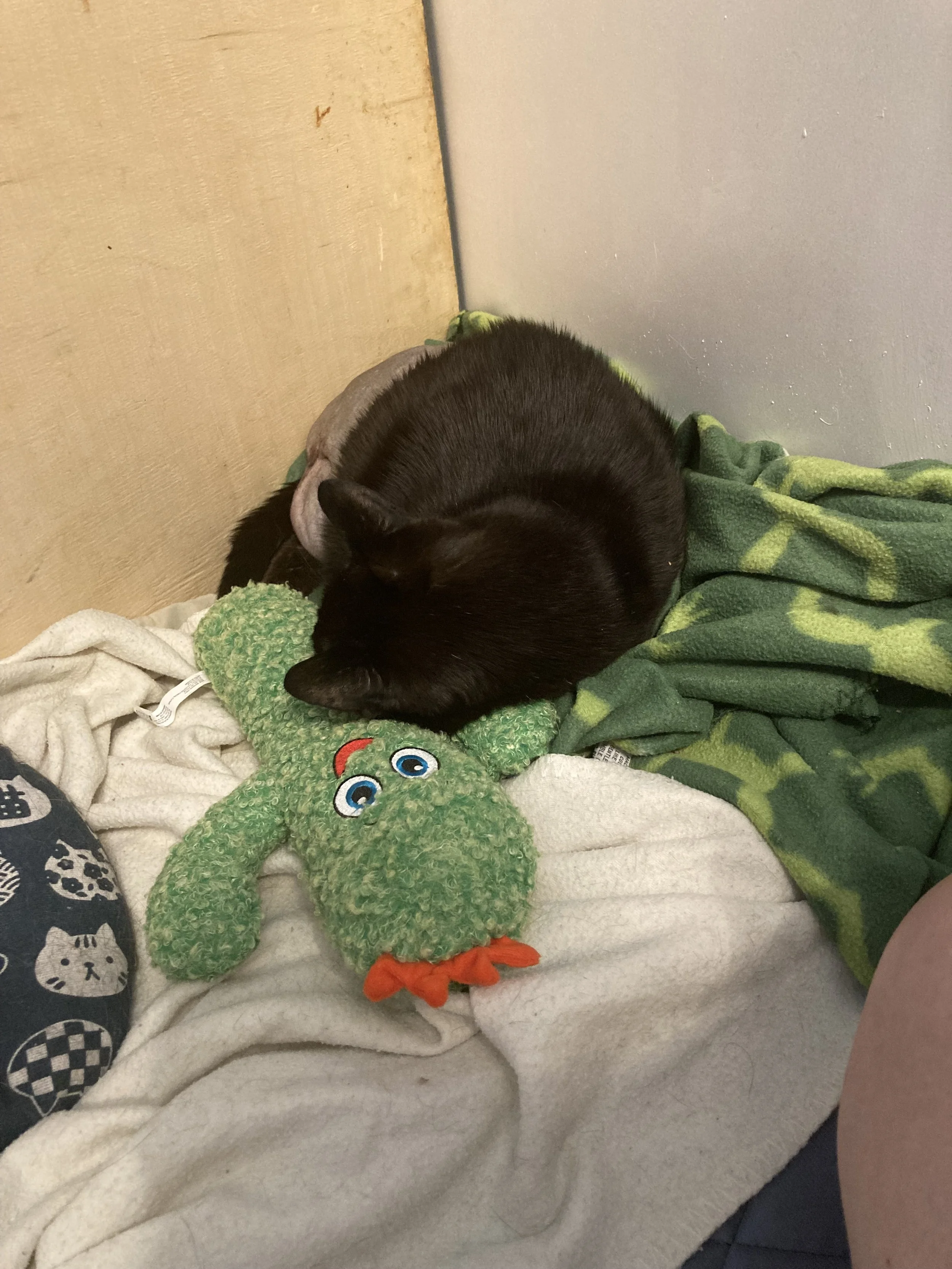 Home and Healing: Buster’s First Post-Op Update
