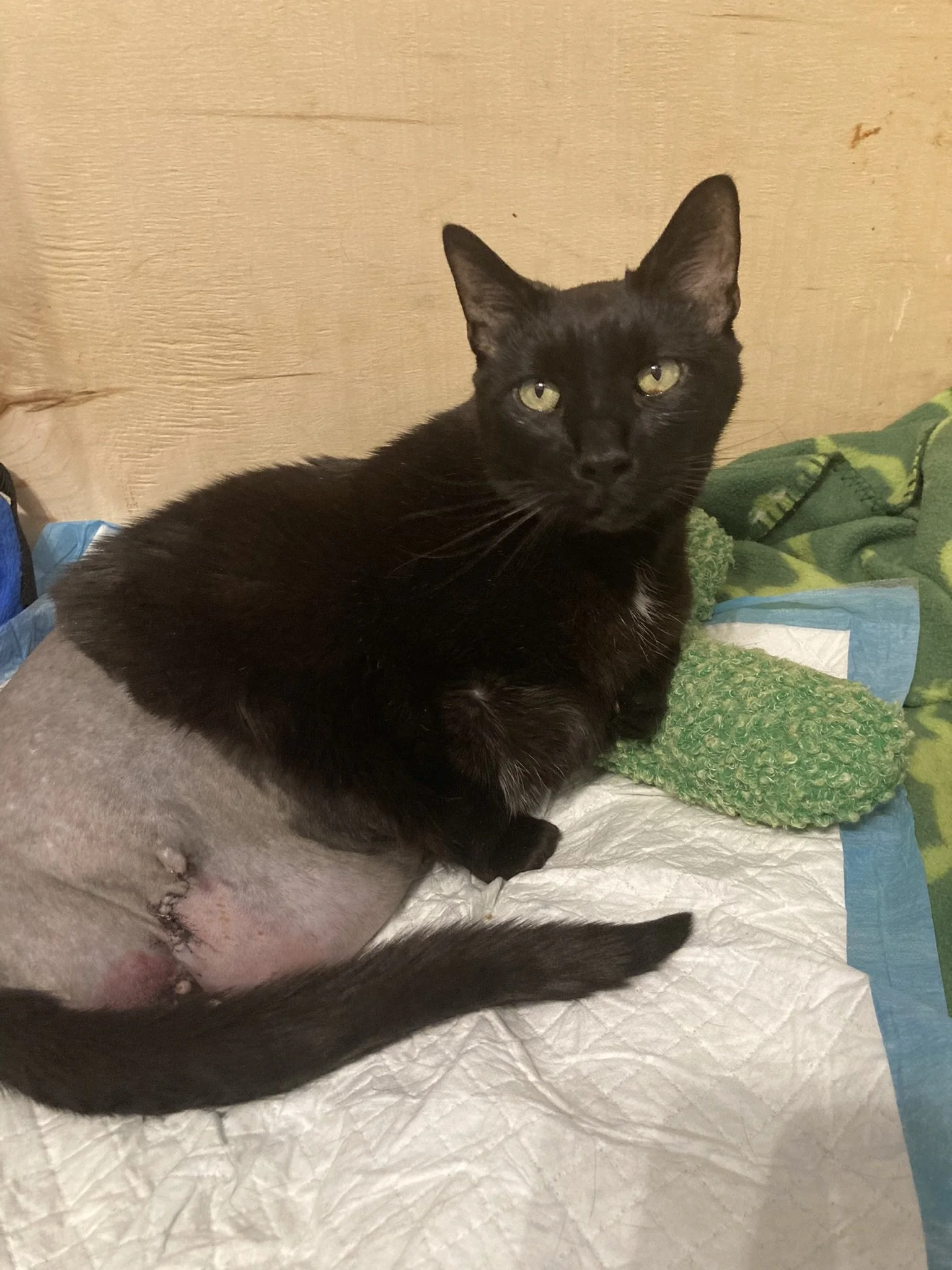 Oncept: Illuminating Buster’s Path with Needle-Free Hope