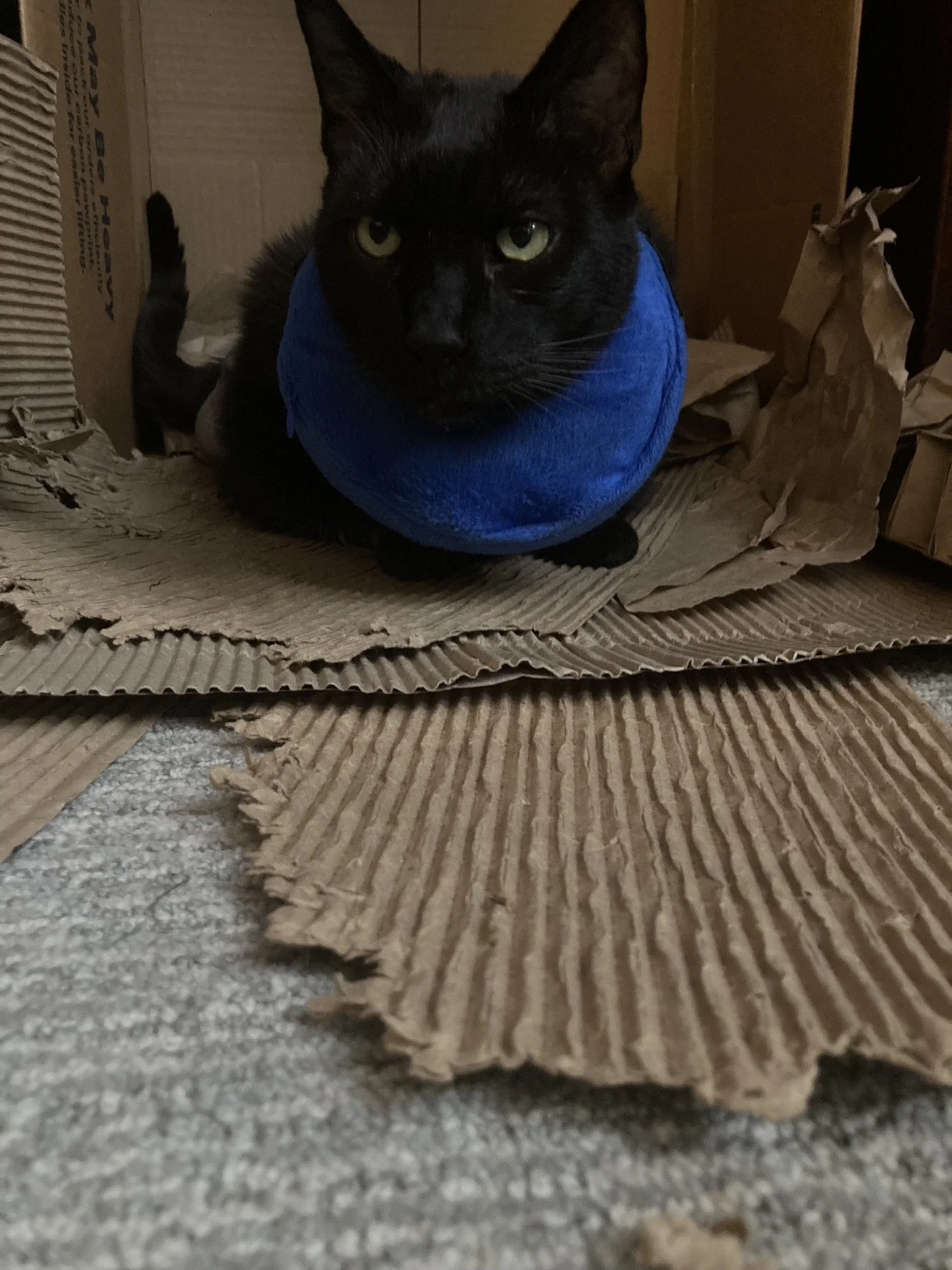 The Recovery Shuttle Has Landed: A Note from The Bestest Boy, Himself!