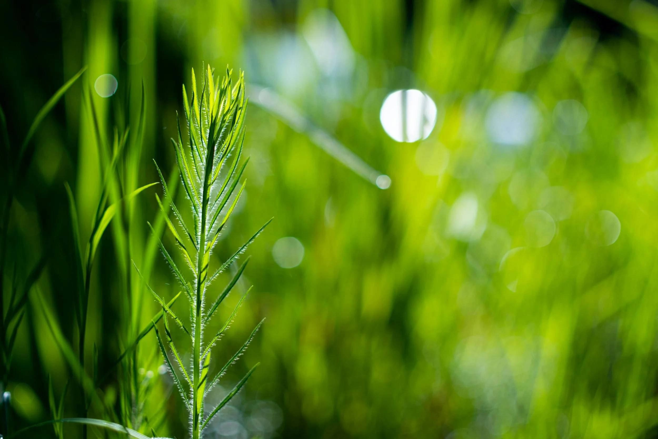 Close-up of a green grass plant with a blurred green grassy background and sunlight creating circular bokeh effects.