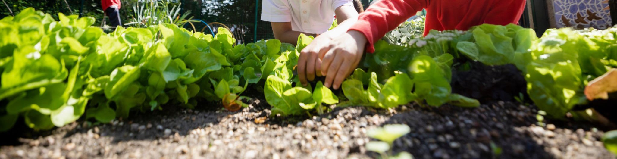 People harvesting lettuce in a garden bed outdoors.