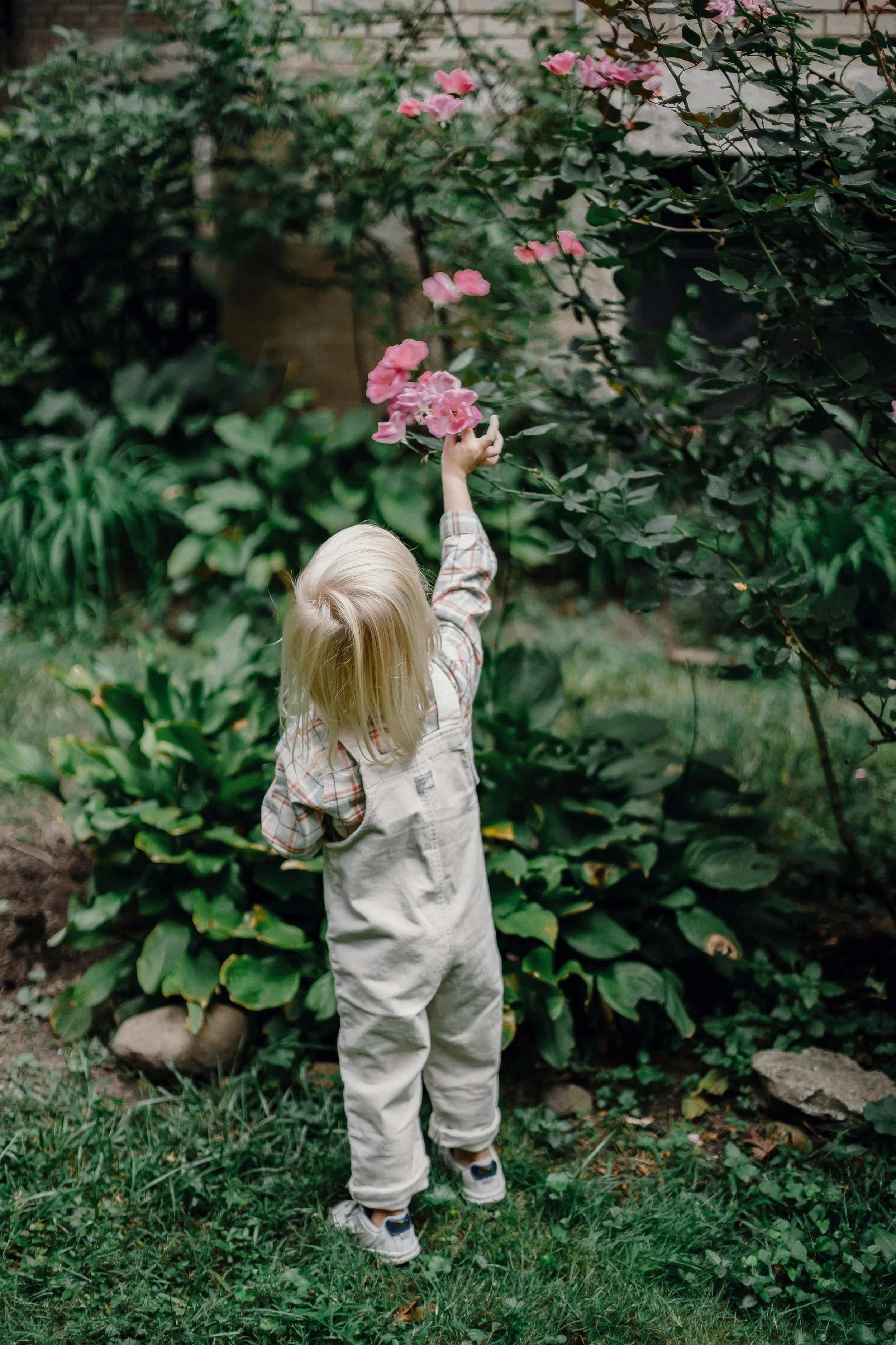 A young child with blonde hair, wearing beige overalls, is reaching up to touch pink flowers on a bush in a lush garden.
