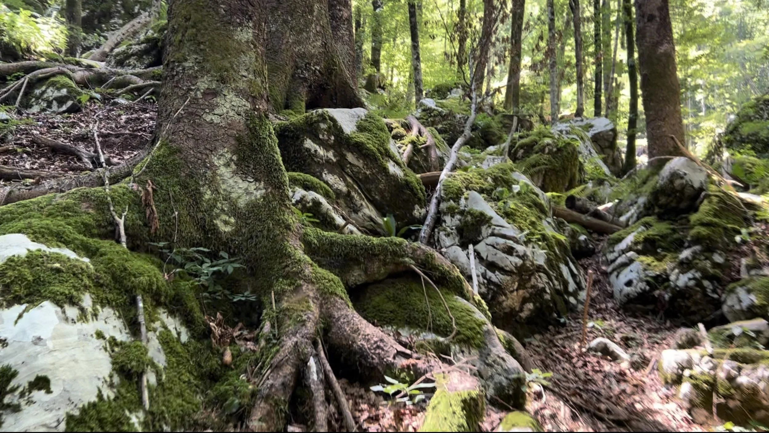 scene 11 untitled, forest