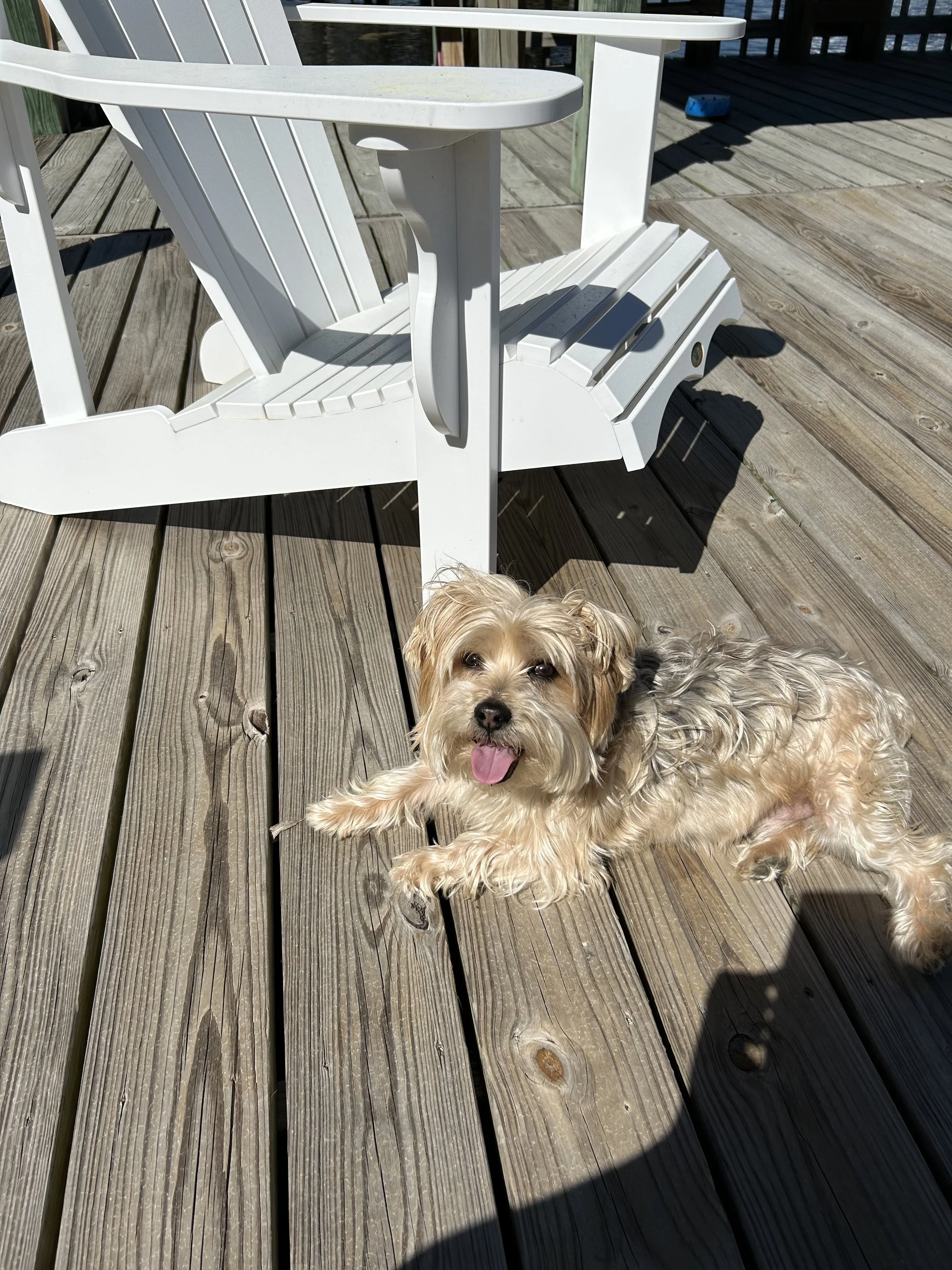A small, light-colored dog with a happy expression lying on a wooden deck, with a white Adirondack chair and a blue object in the background.