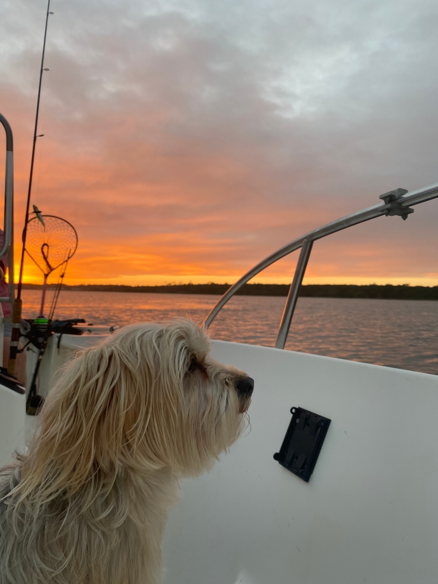 A golden retriever dog sitting in a boat, looking at a black electronic device mounted on the boat's wall, with a lake and a colorful sunset sky with clouds in the background.