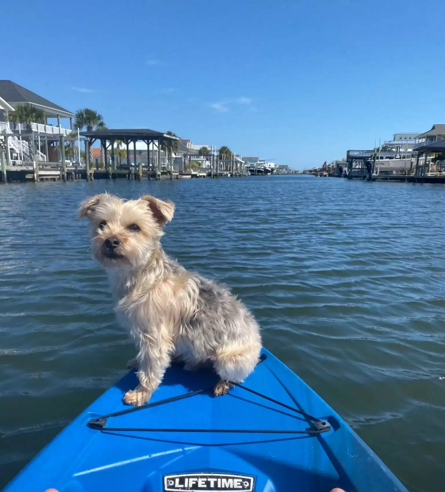 A small dog standing on a blue kayak on a body of water, with houses and docks along the shoreline in the background under a clear blue sky.