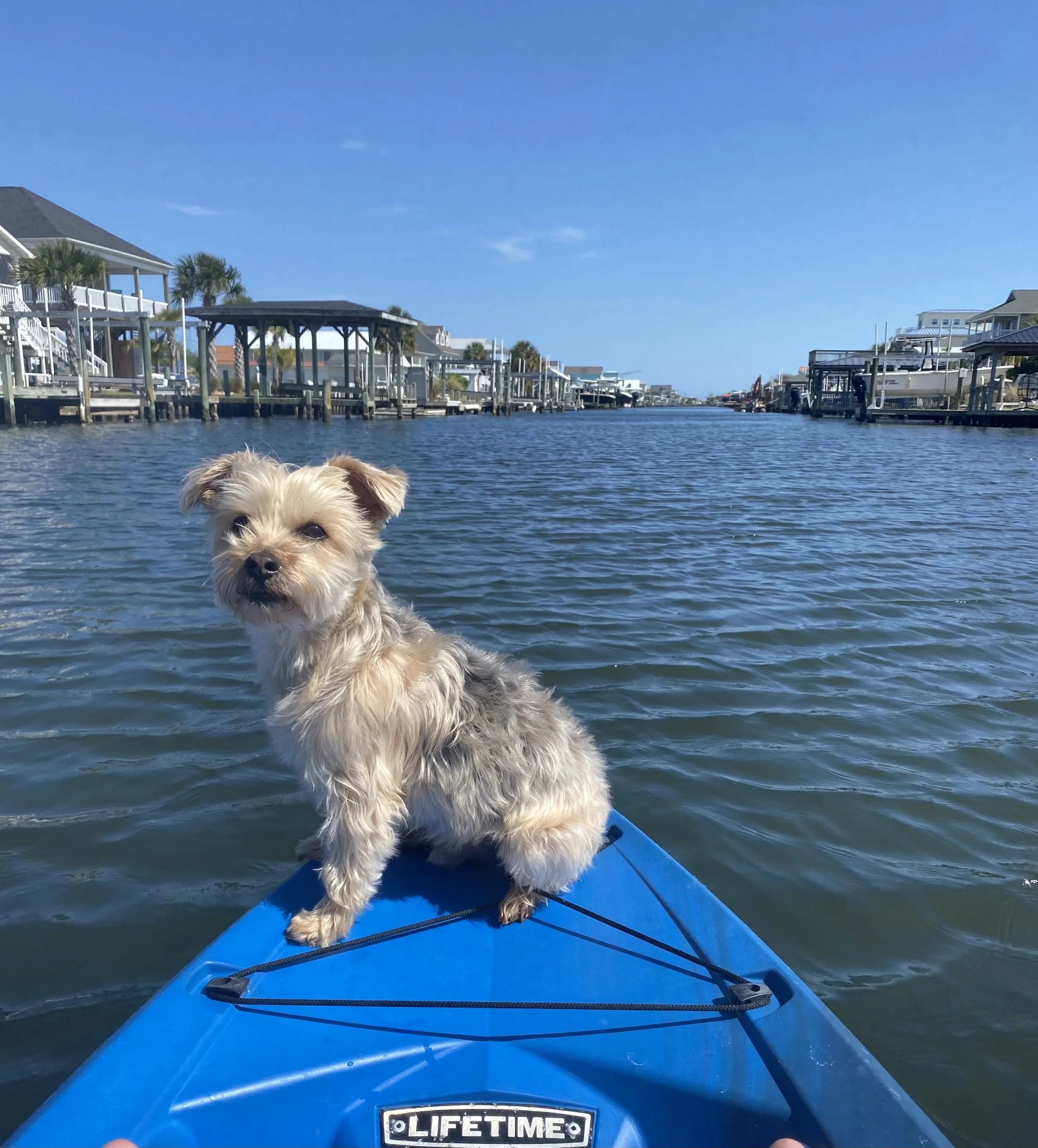 A small tan dog with pointy ears standing on a blue kayak, with water and houses on stilts in the background under a clear blue sky.