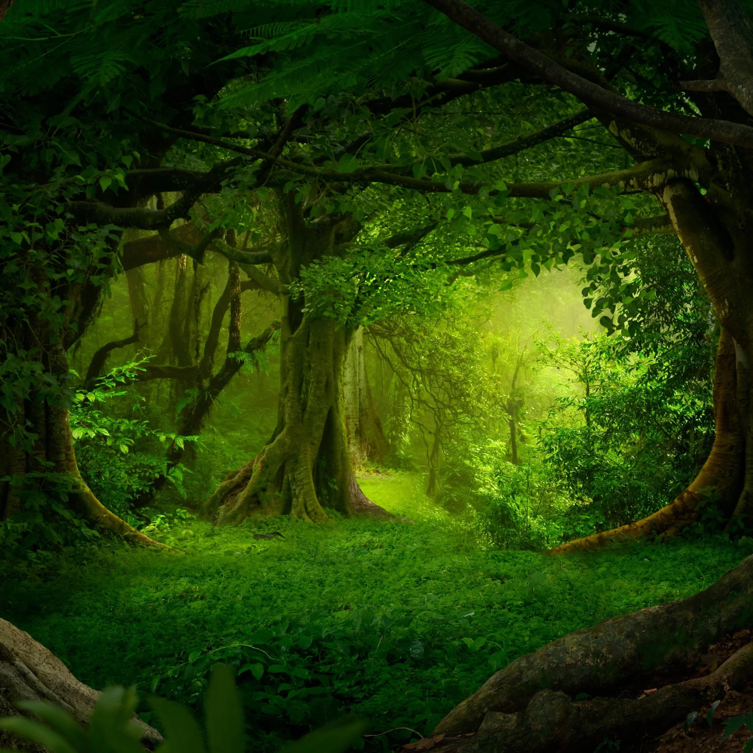 DM Joe - Heroes of the Shimmerwood (Age 8-12, Level 1 Adventure in June - Saturdays)