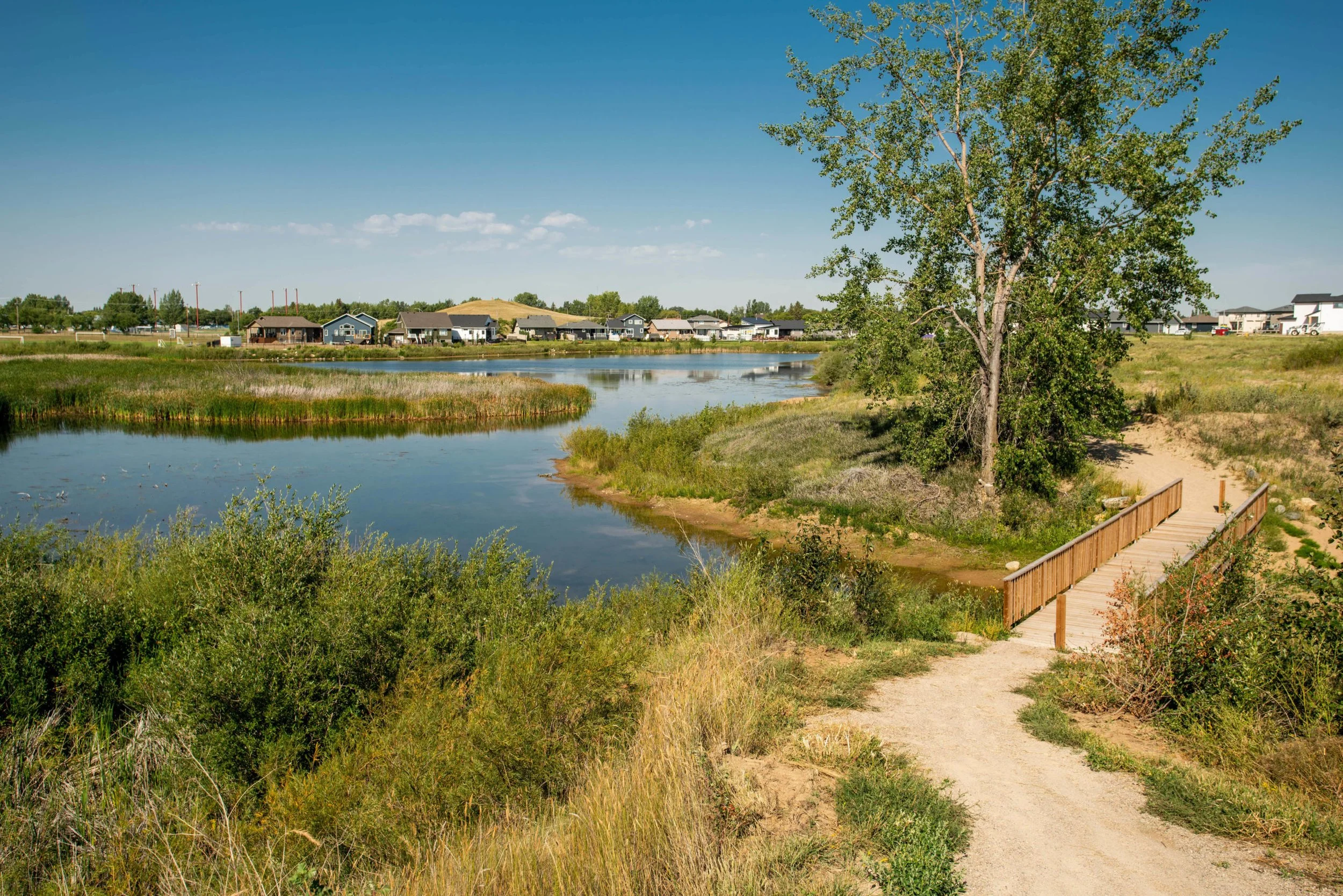 A trail alongside a river with surrounded greenery and a large tree in the foreground, with houses and a blue sky in the background.