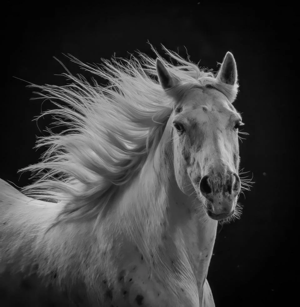 Grayscale Horses - The Montana Series