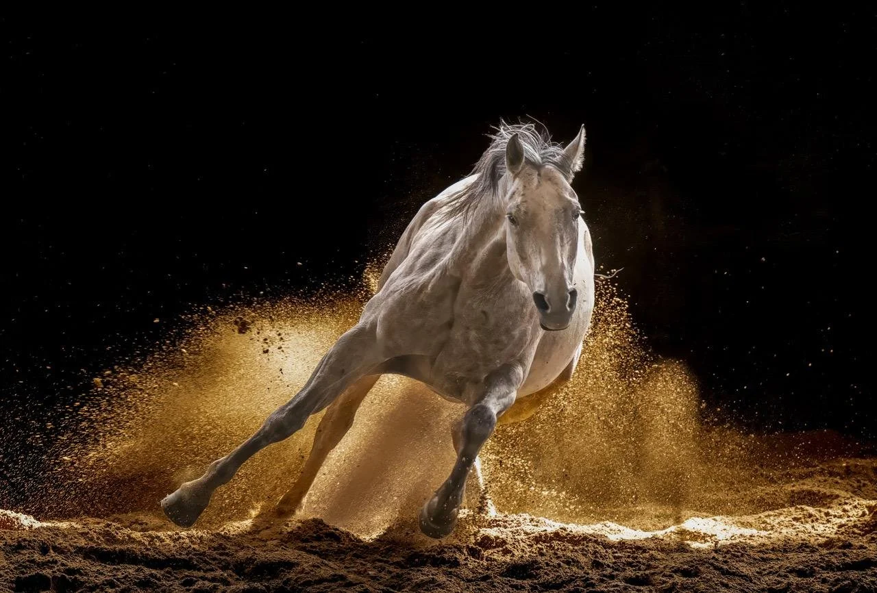 Kicking Sand - The Montana Series