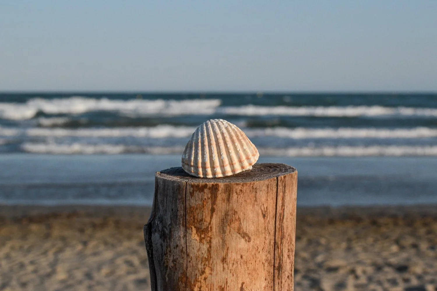 brown+shell.webp