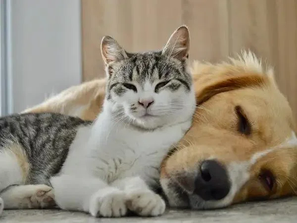 A cat and a dog lying together on the floor, with the cat resting its head on the dog.
