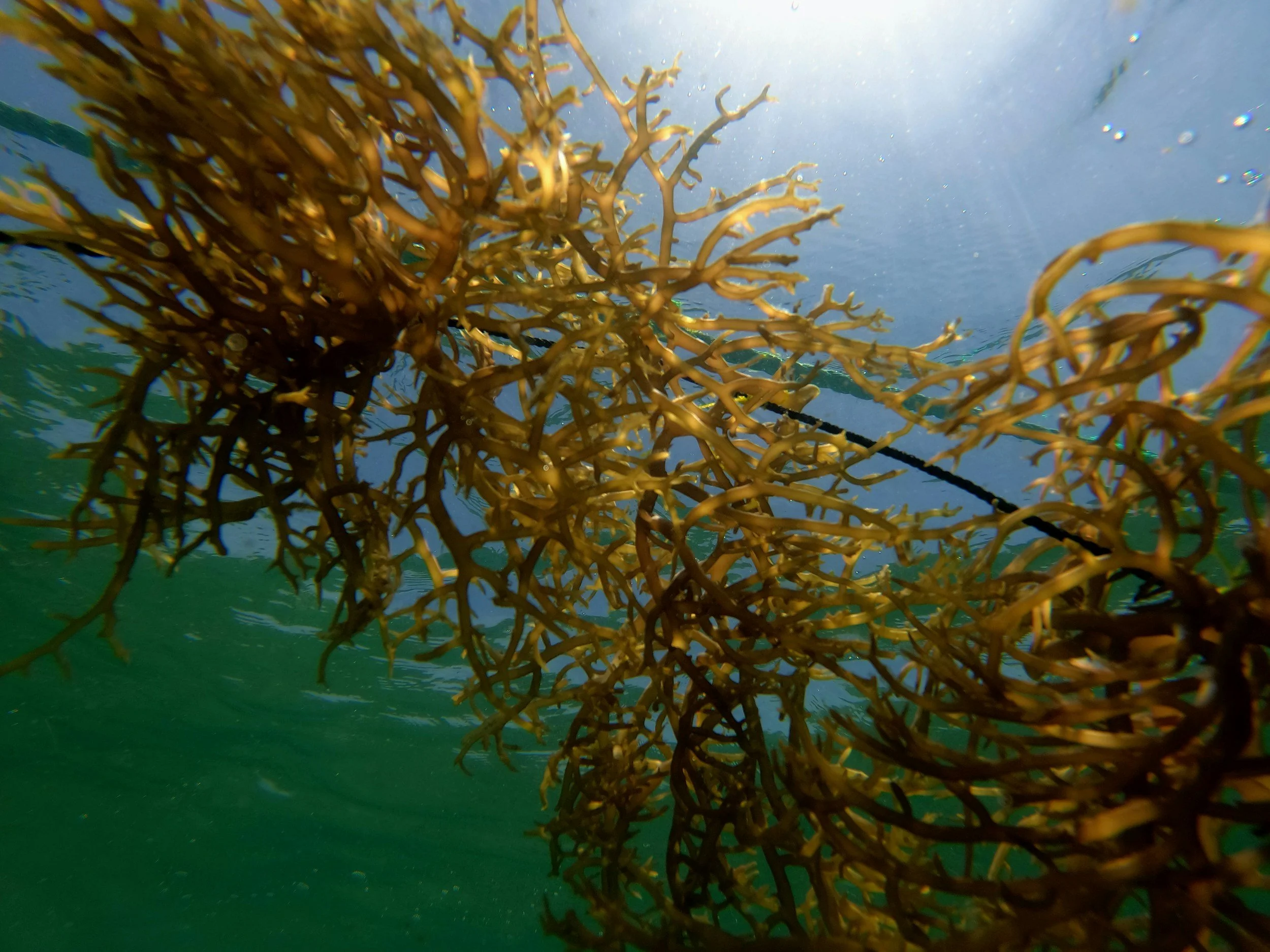 Sargassum seaweed