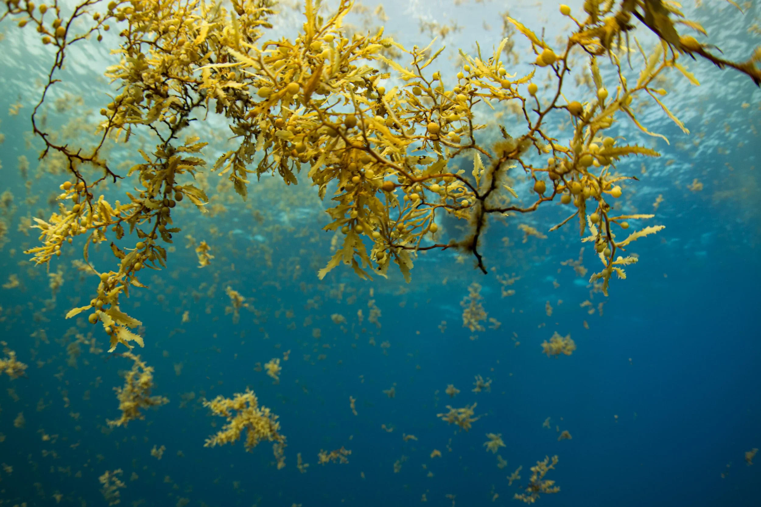 Sargassum seaweed in the water