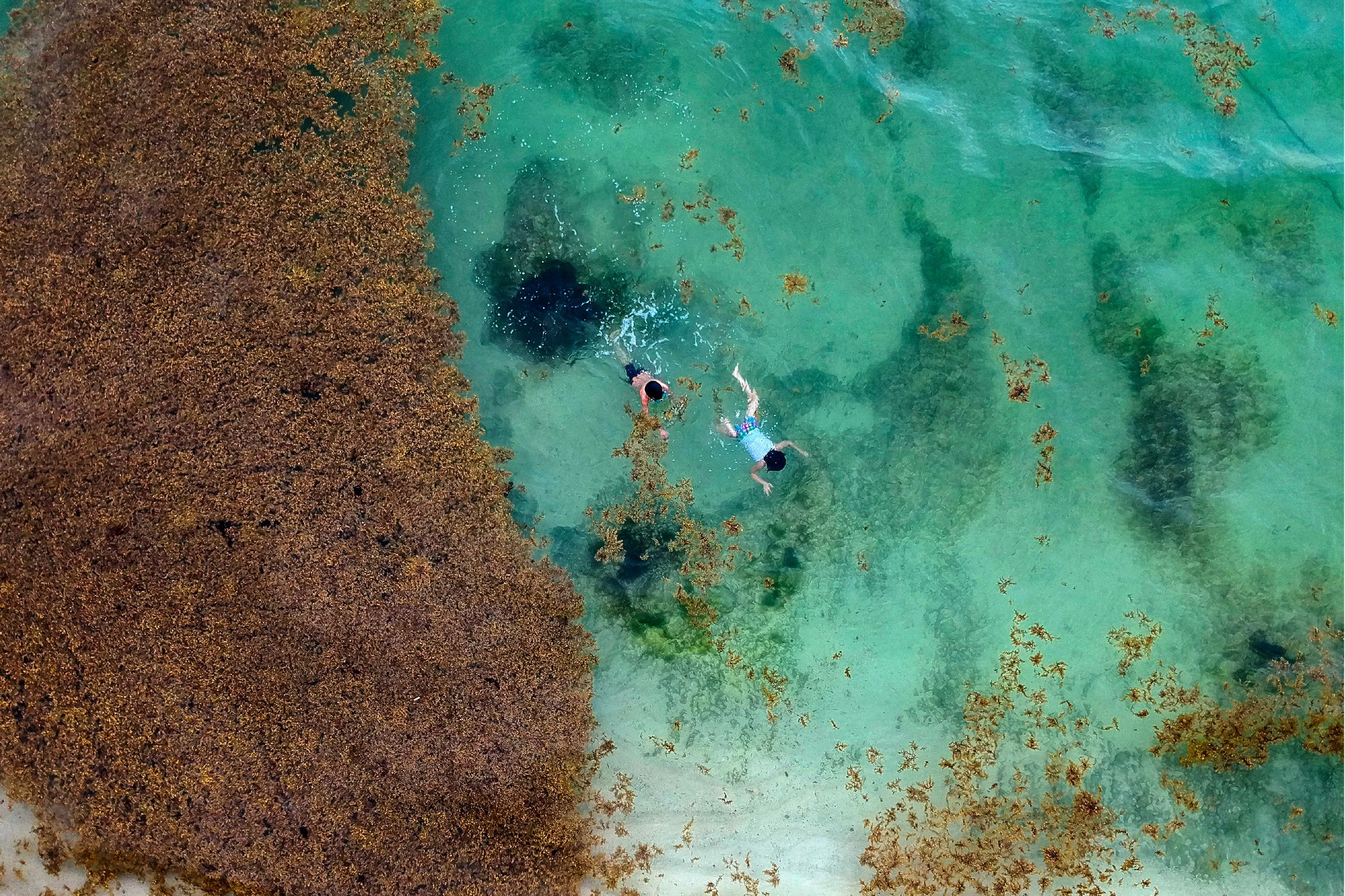 Children swimming next to sargassum seaweed