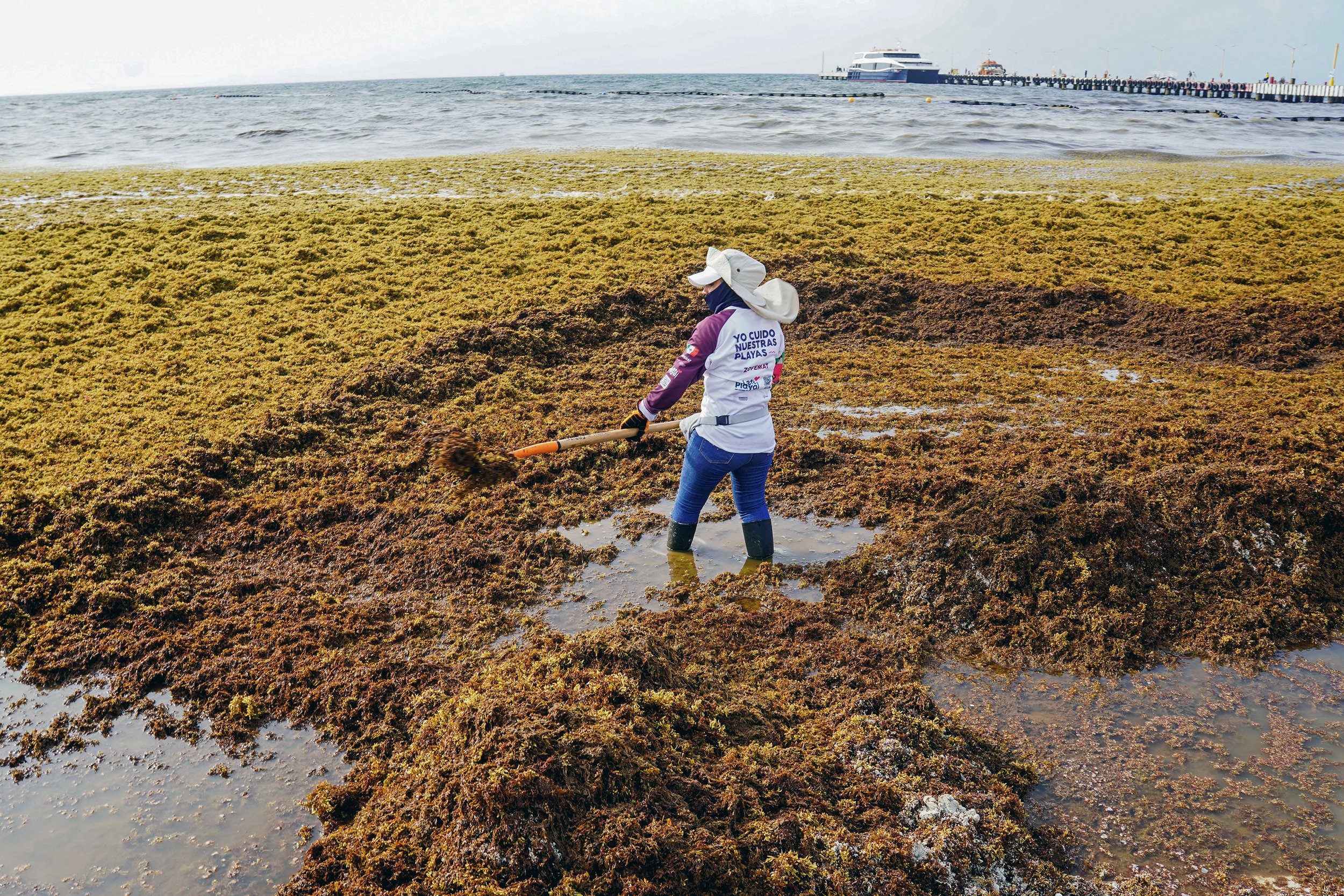 Worker clearing sargassum seaweed from a beach