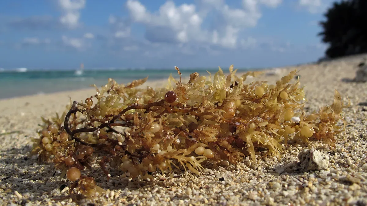 Sargassum seaweed
